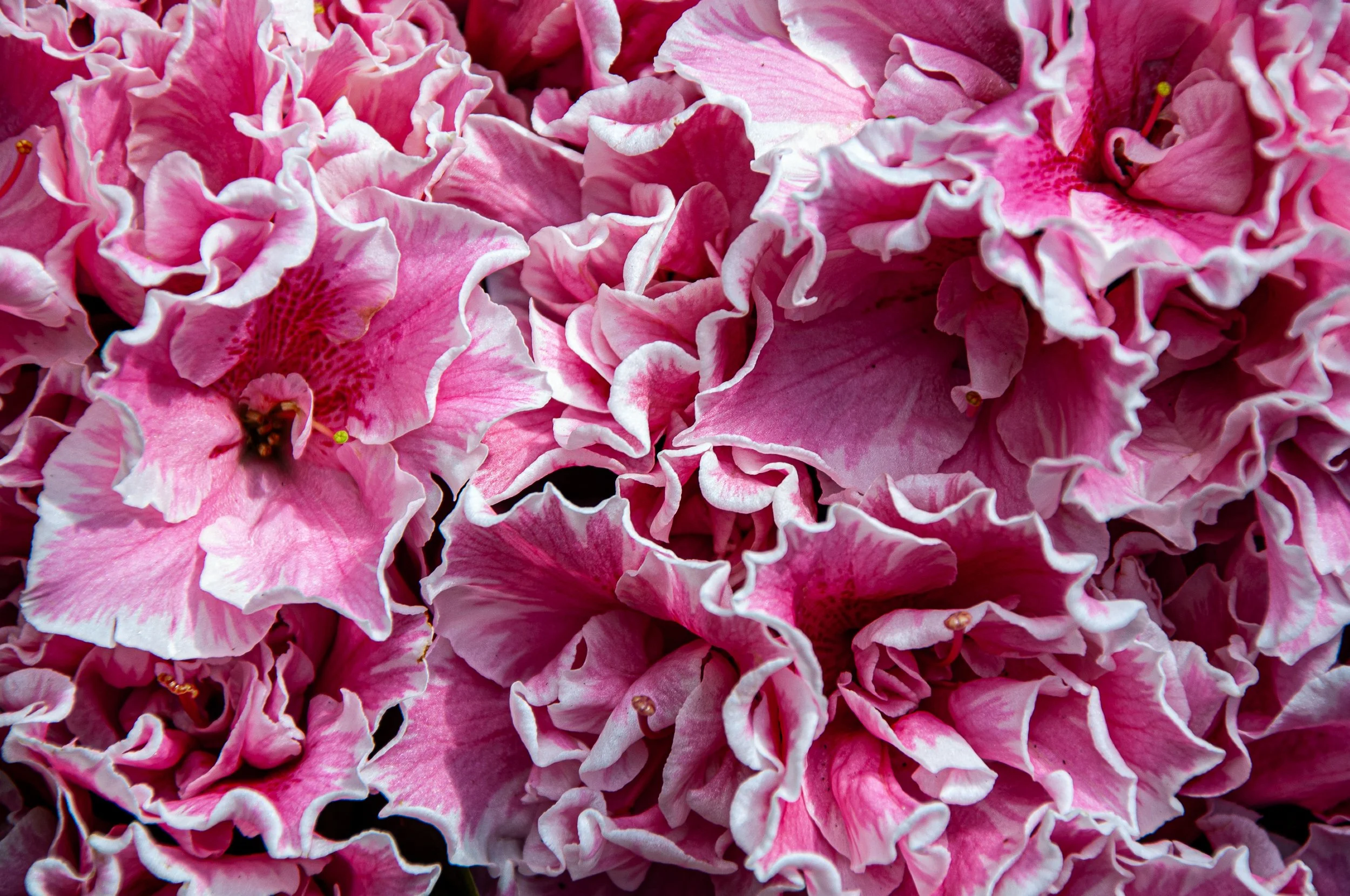 20240701_Abby_Canada (193).JPG