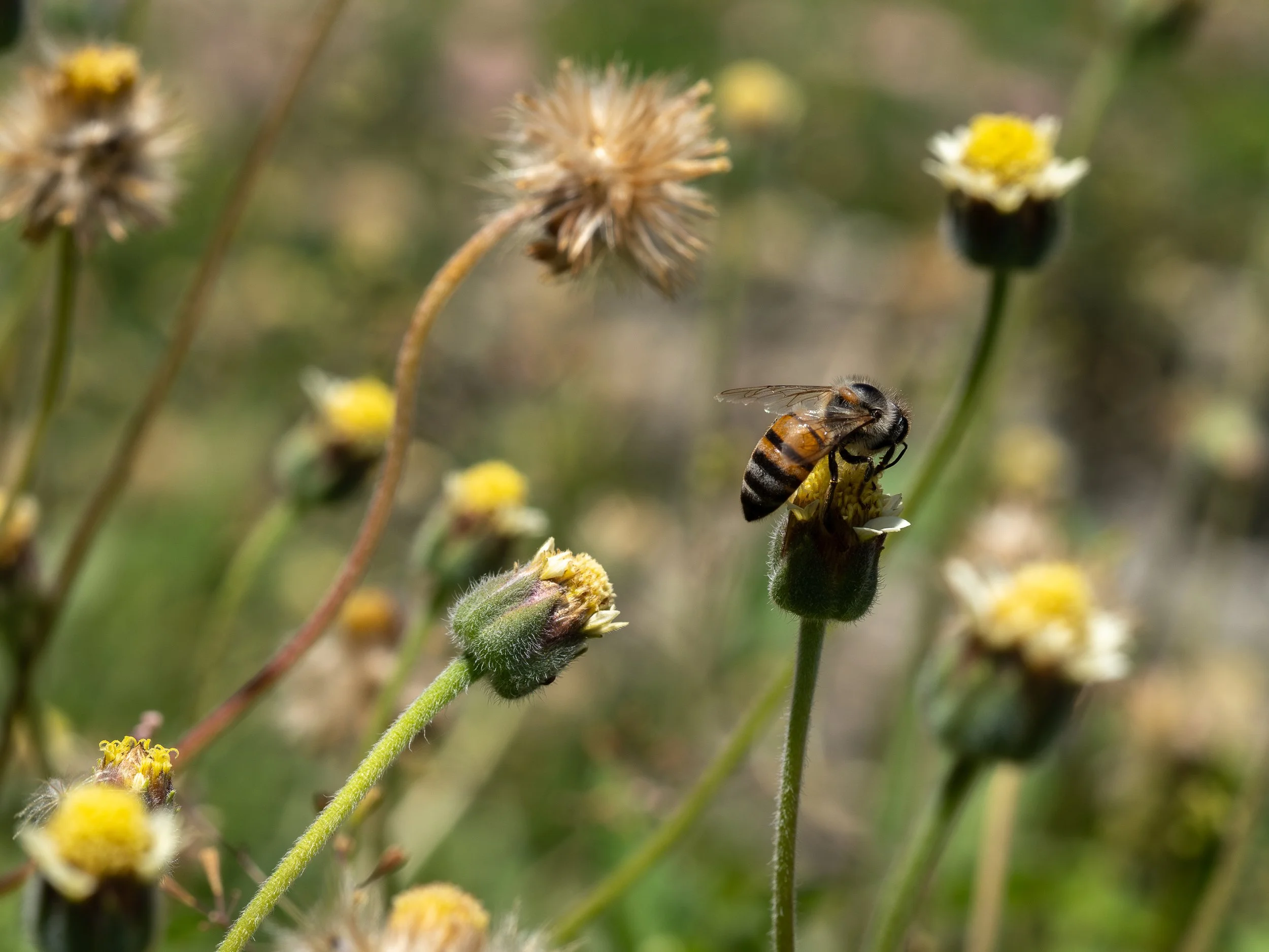 A honeybee collecting pollen from a yellow wildflower on a sunny day, with other flowers and plants in the background.