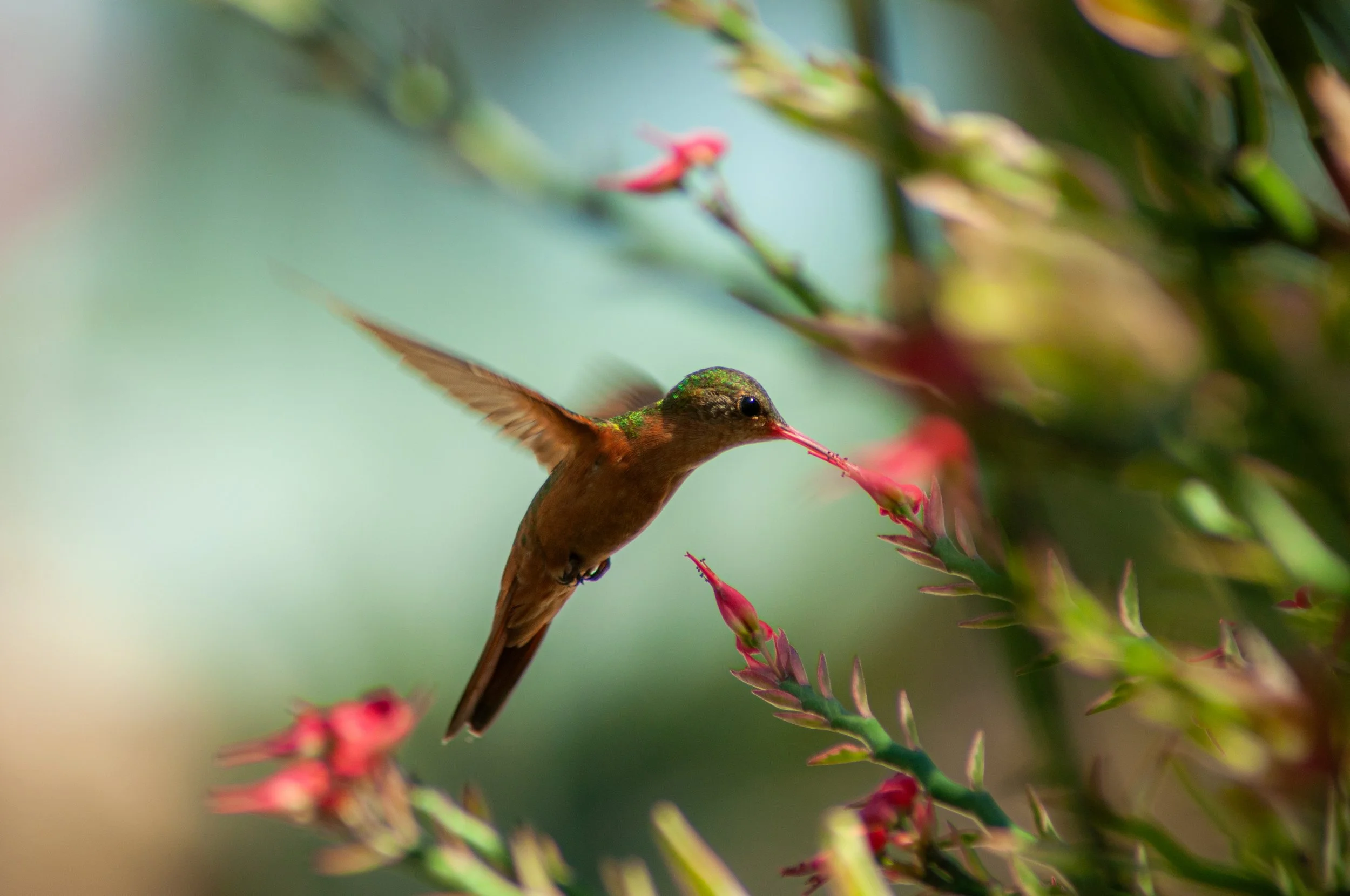 A hummingbird with iridescent green feathers on its head and brown body, hovering near pink and red flowers with a blurred green background.