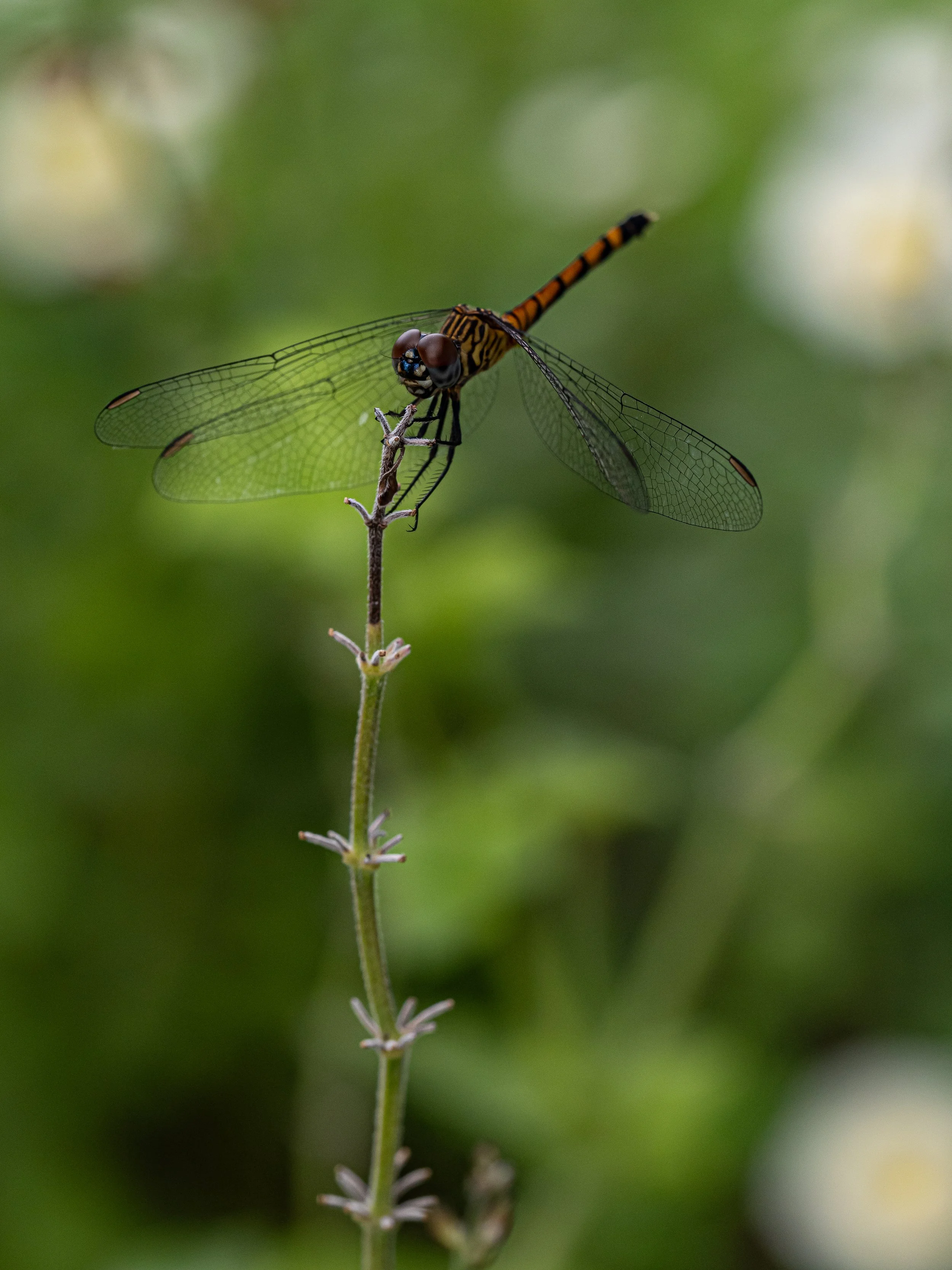 10032025_Macro (97).JPG