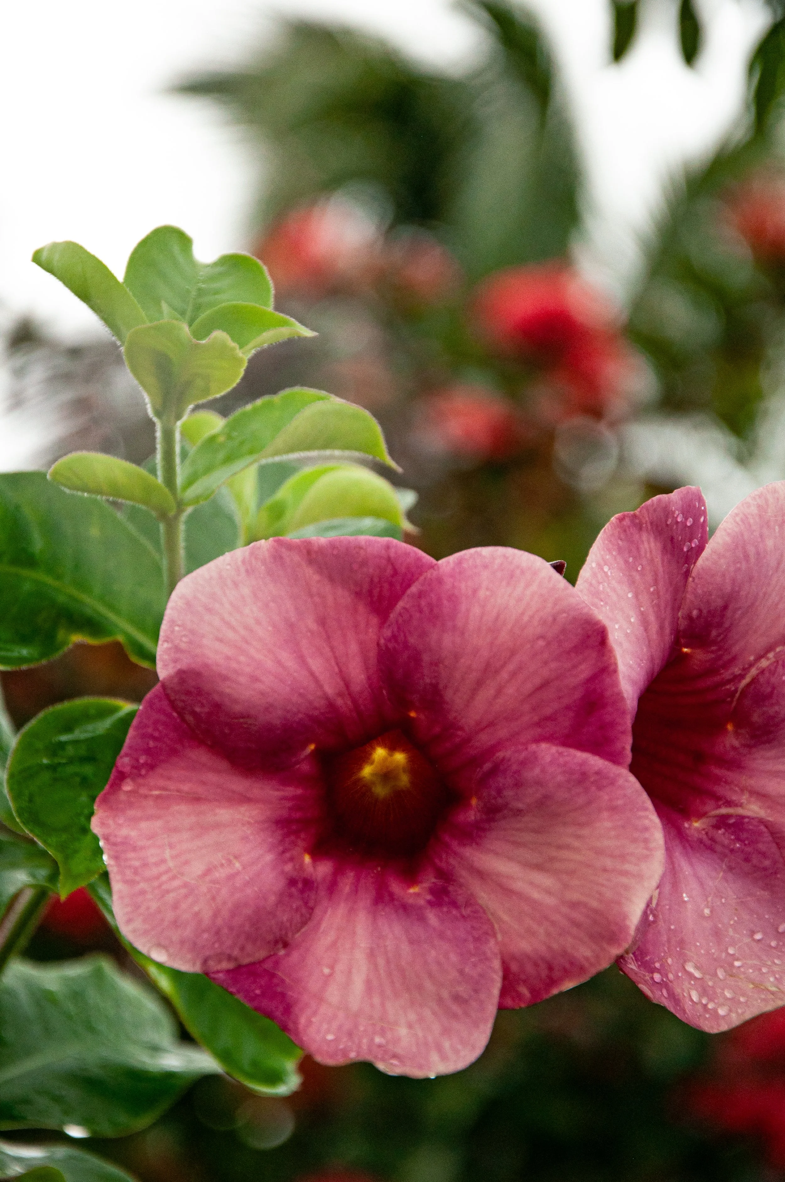 20241230_Macro (90).JPG