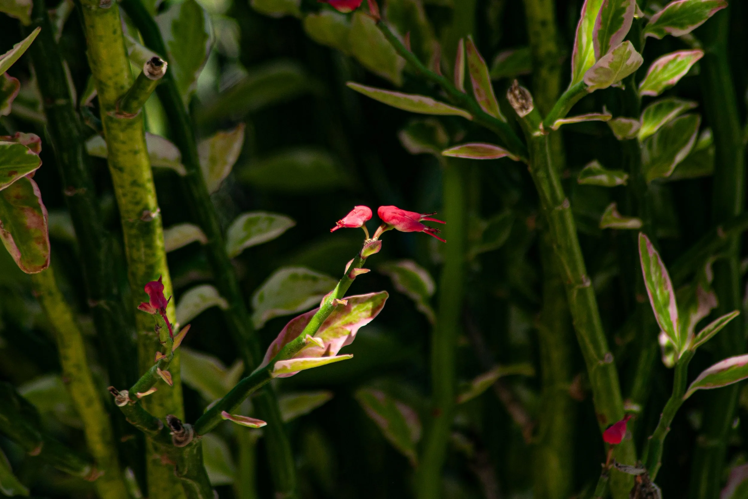 Close-up of pink and red flowers on a green plant with variegated leaves.