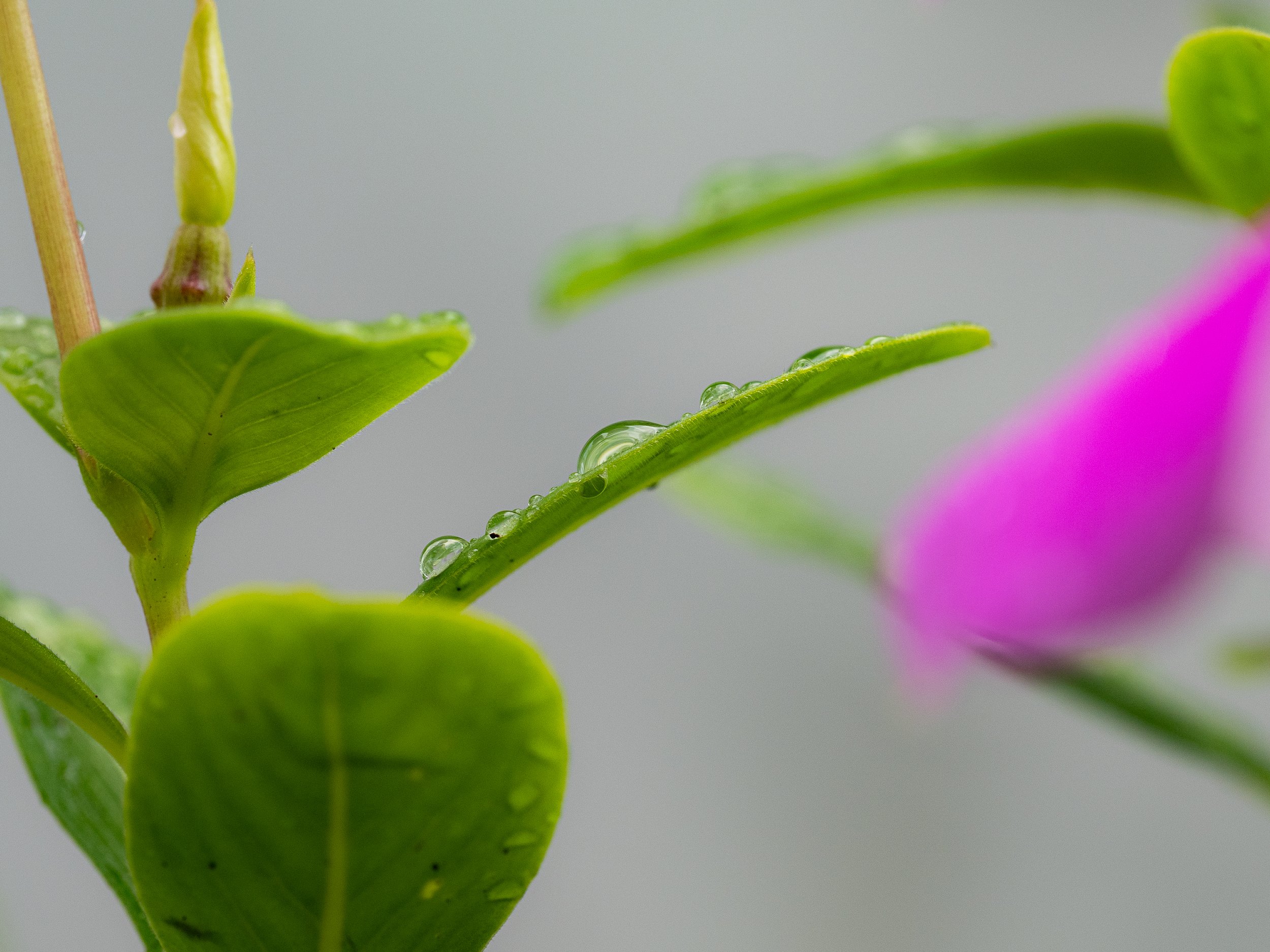 Close-up of green leaves with water droplets on a misty background, with a pink flower visible on the right edge.
