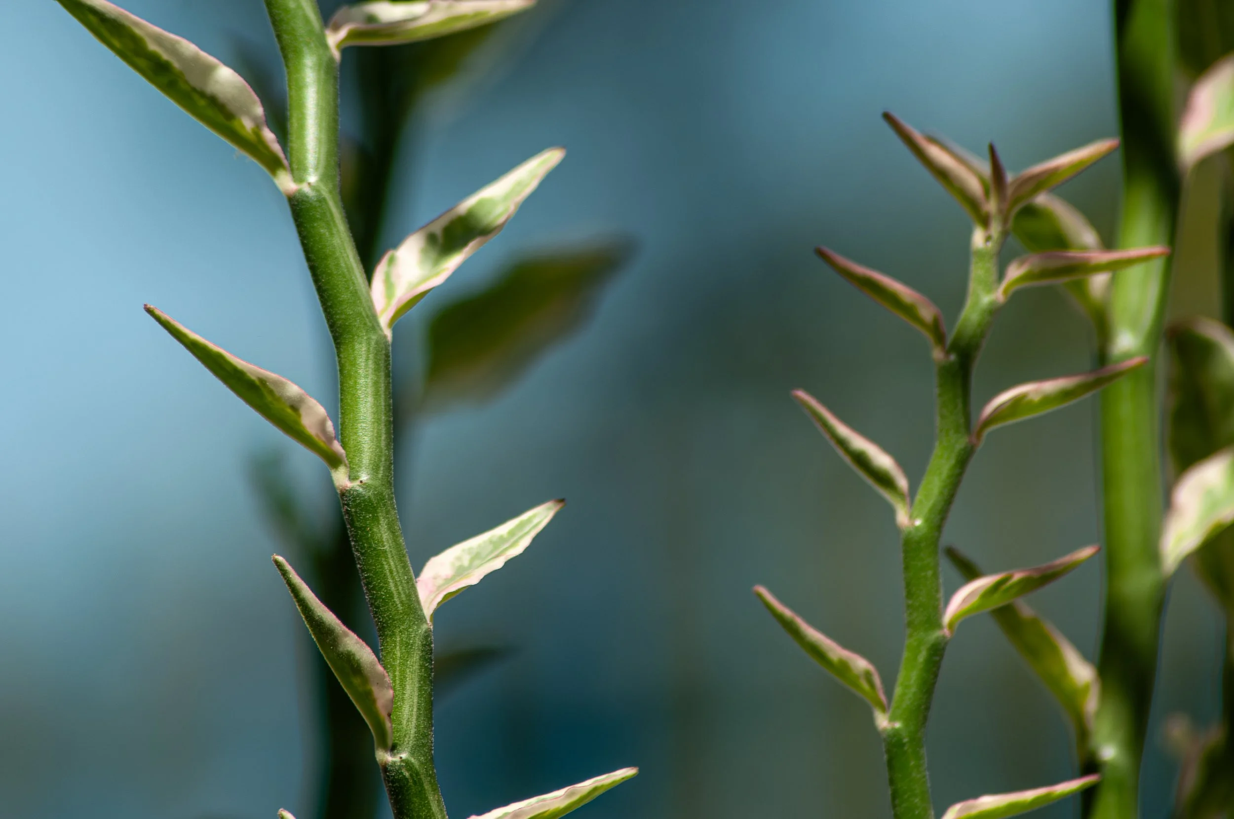Close-up of green plant stems with pointed variegated leaves, blurred background.