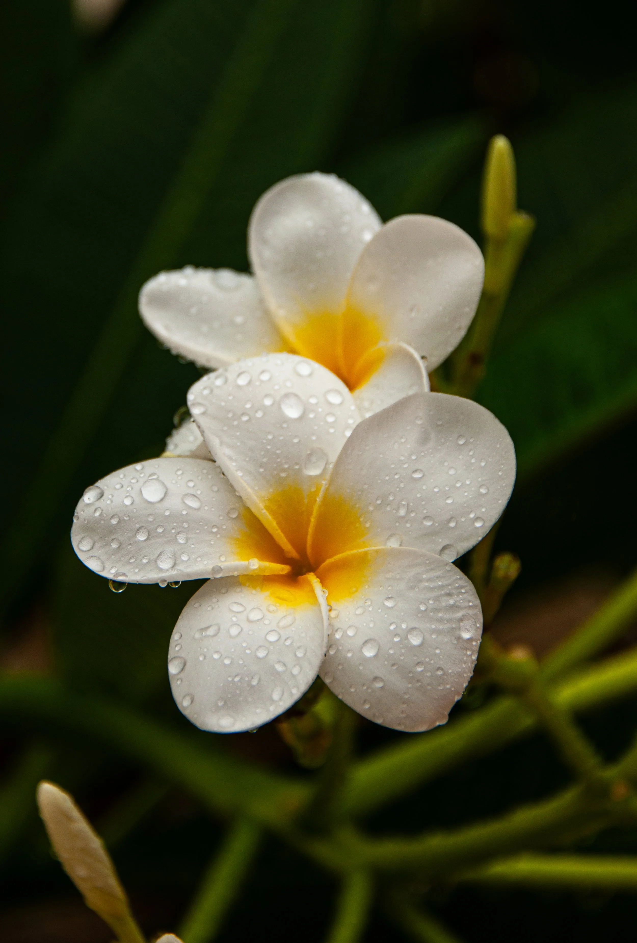 20240901_Macro (55).JPG