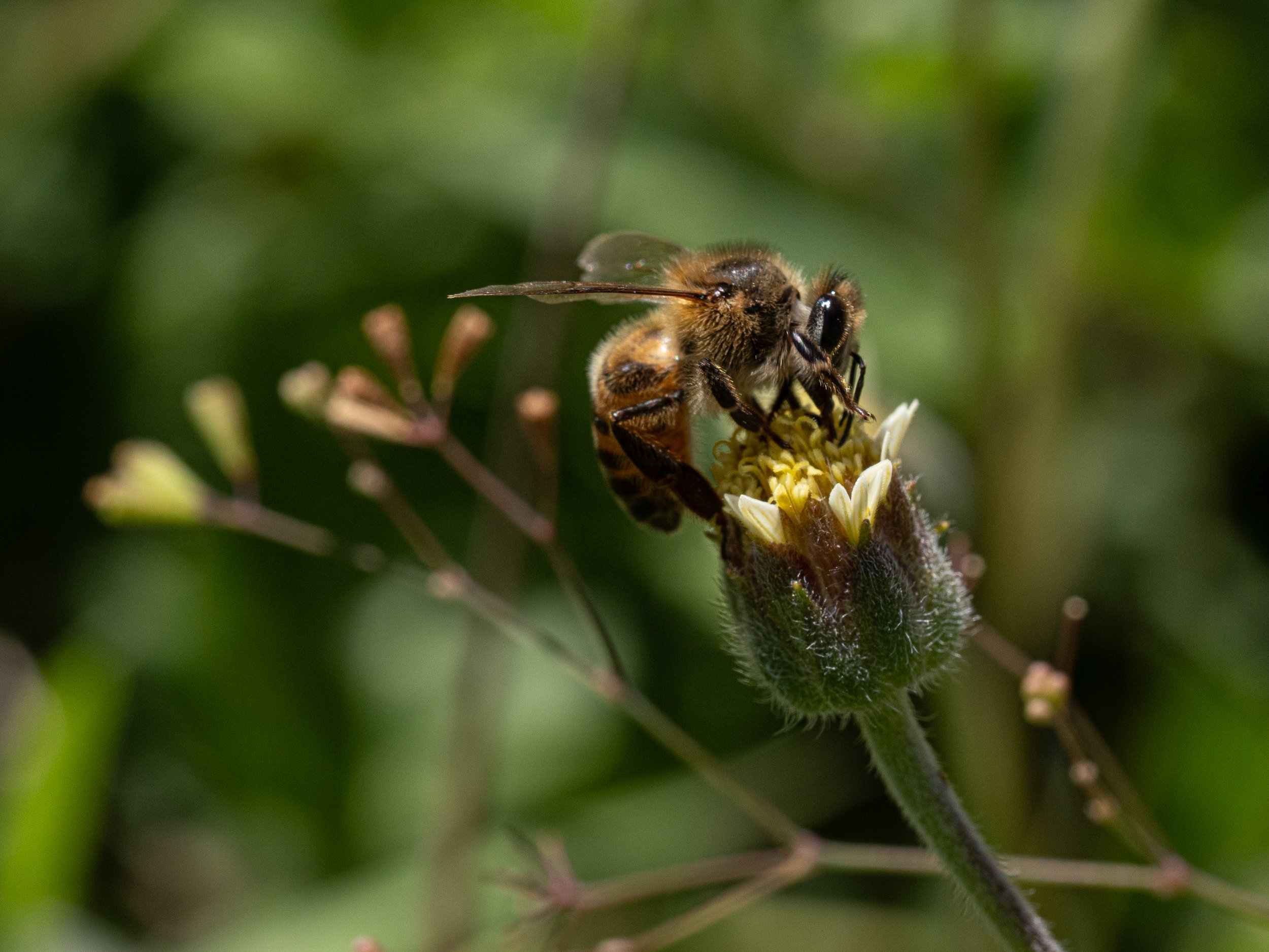 Close-up of a bee collecting nectar from a small flower with green blurred background.
