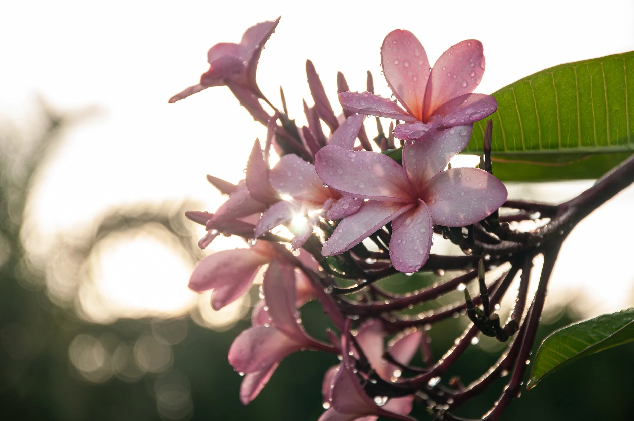 20241021_Macro (13).JPG