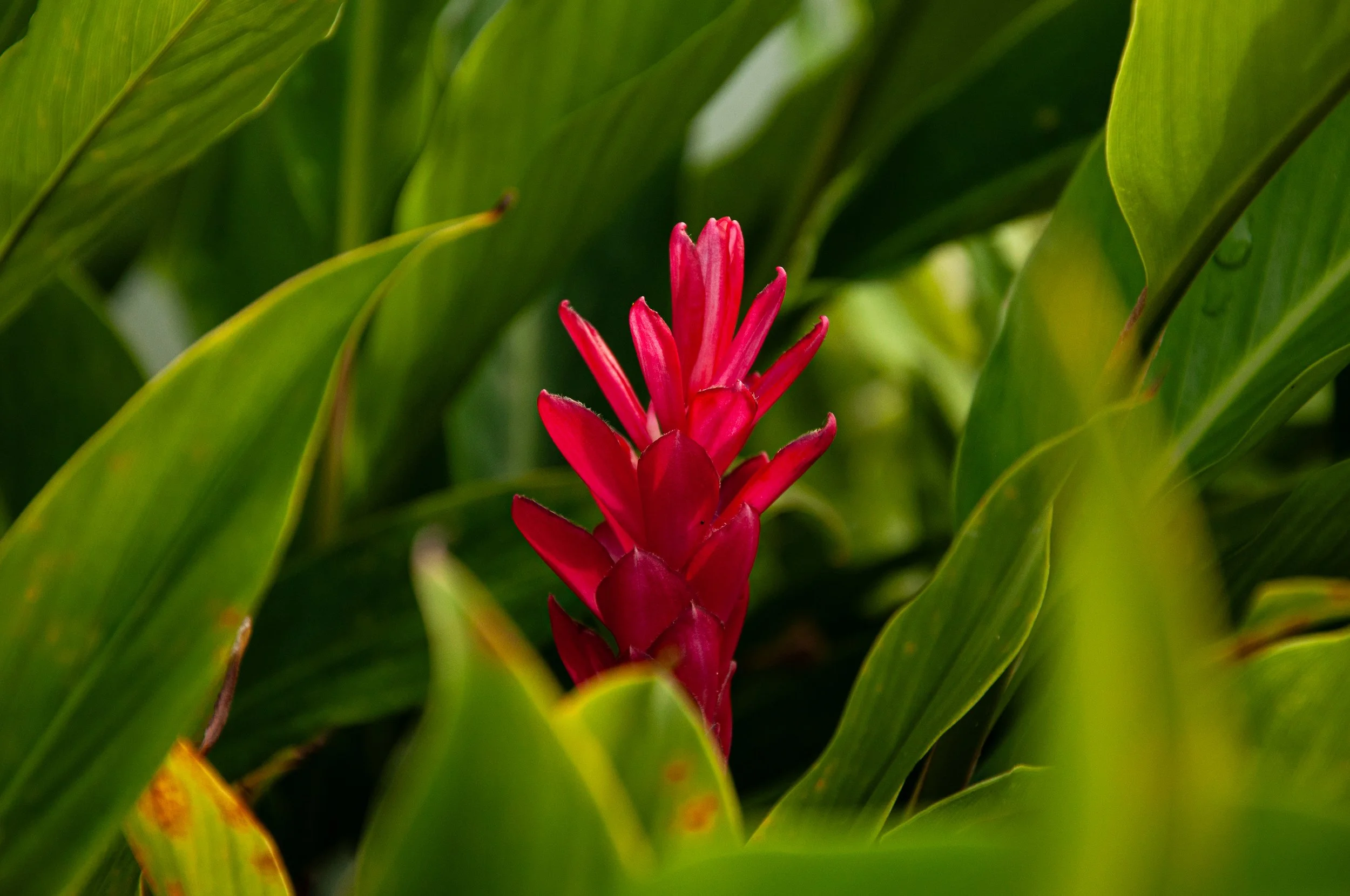 20241230_Macro (105).JPG