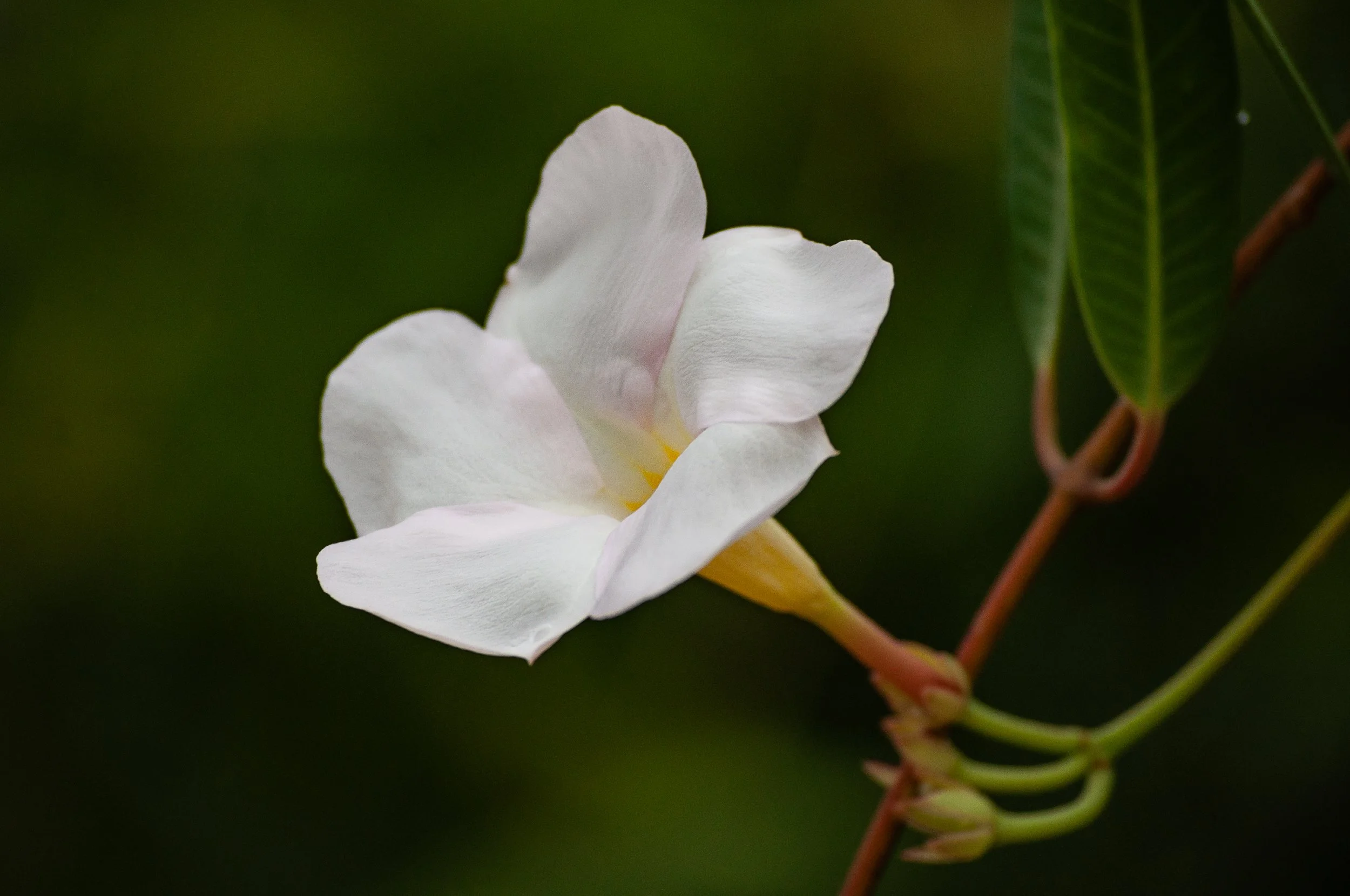 20241109_Macro (2).JPG