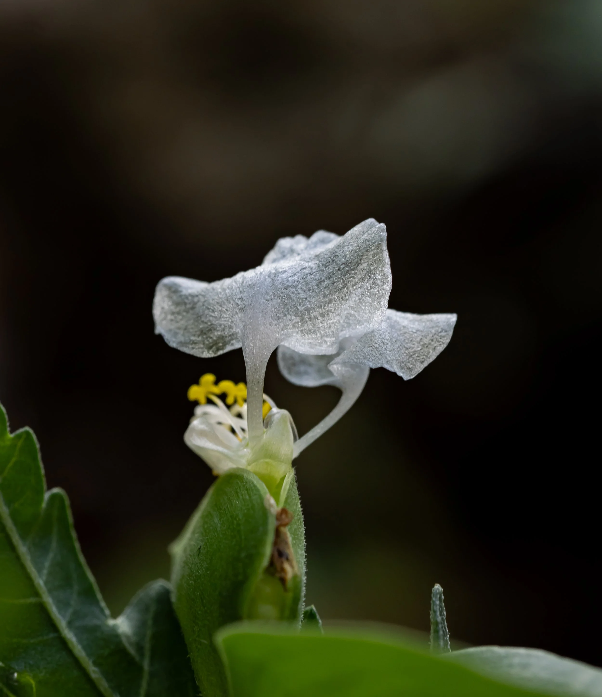 Close-up of a white flower with green leaves against a dark background.