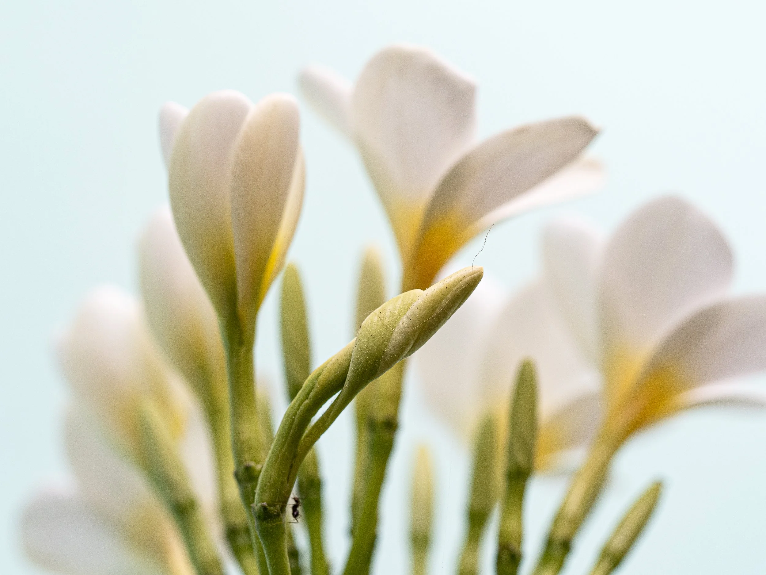 Close-up of white flowers with yellow accents against a light blue background.
