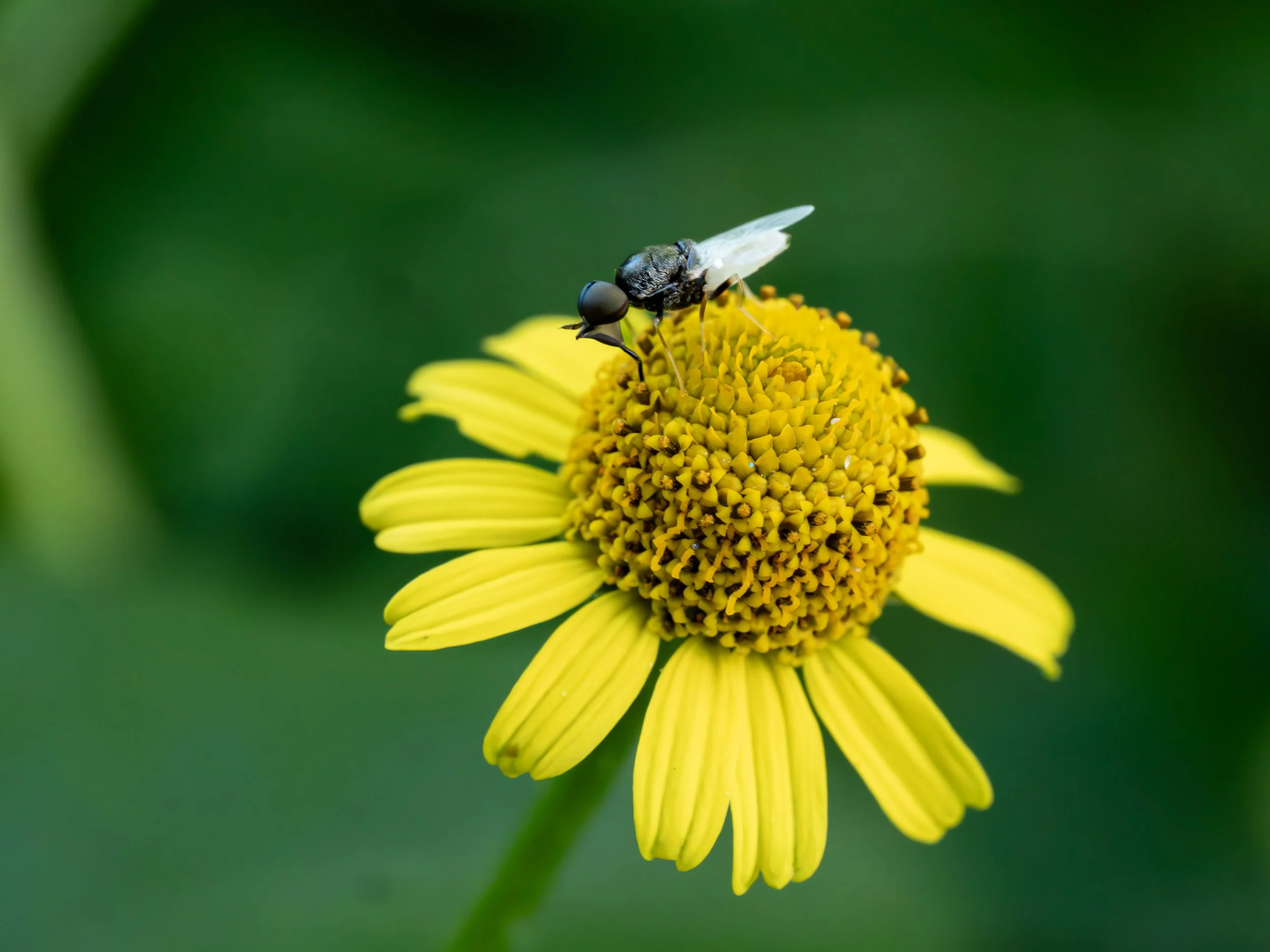 A small black and white insect with translucent wings perched on a yellow flower with a dome-shaped center and long, thin petals.