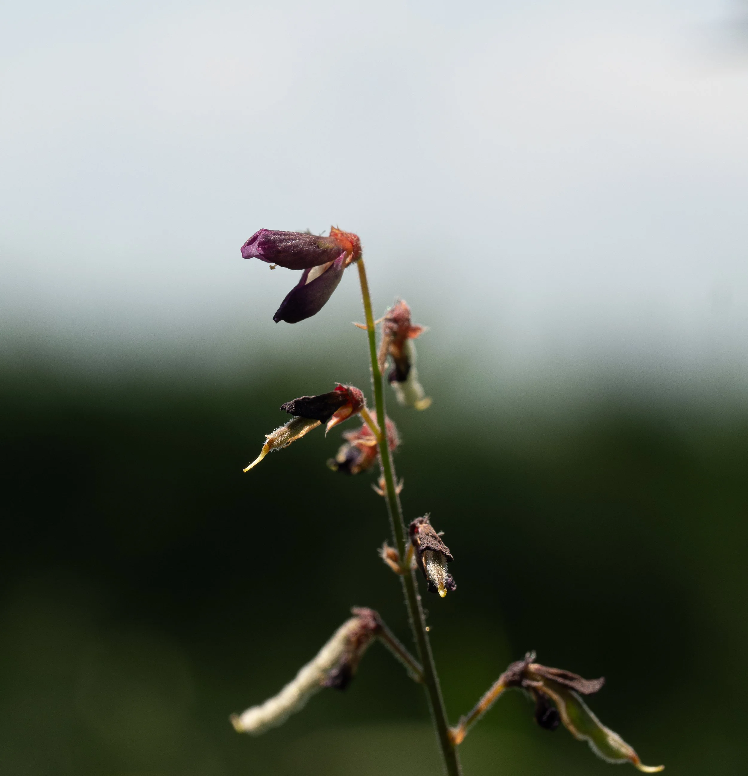 Close-up of a thin plant stem with dried dark purple flowers and seed pods against a soft blurred background.