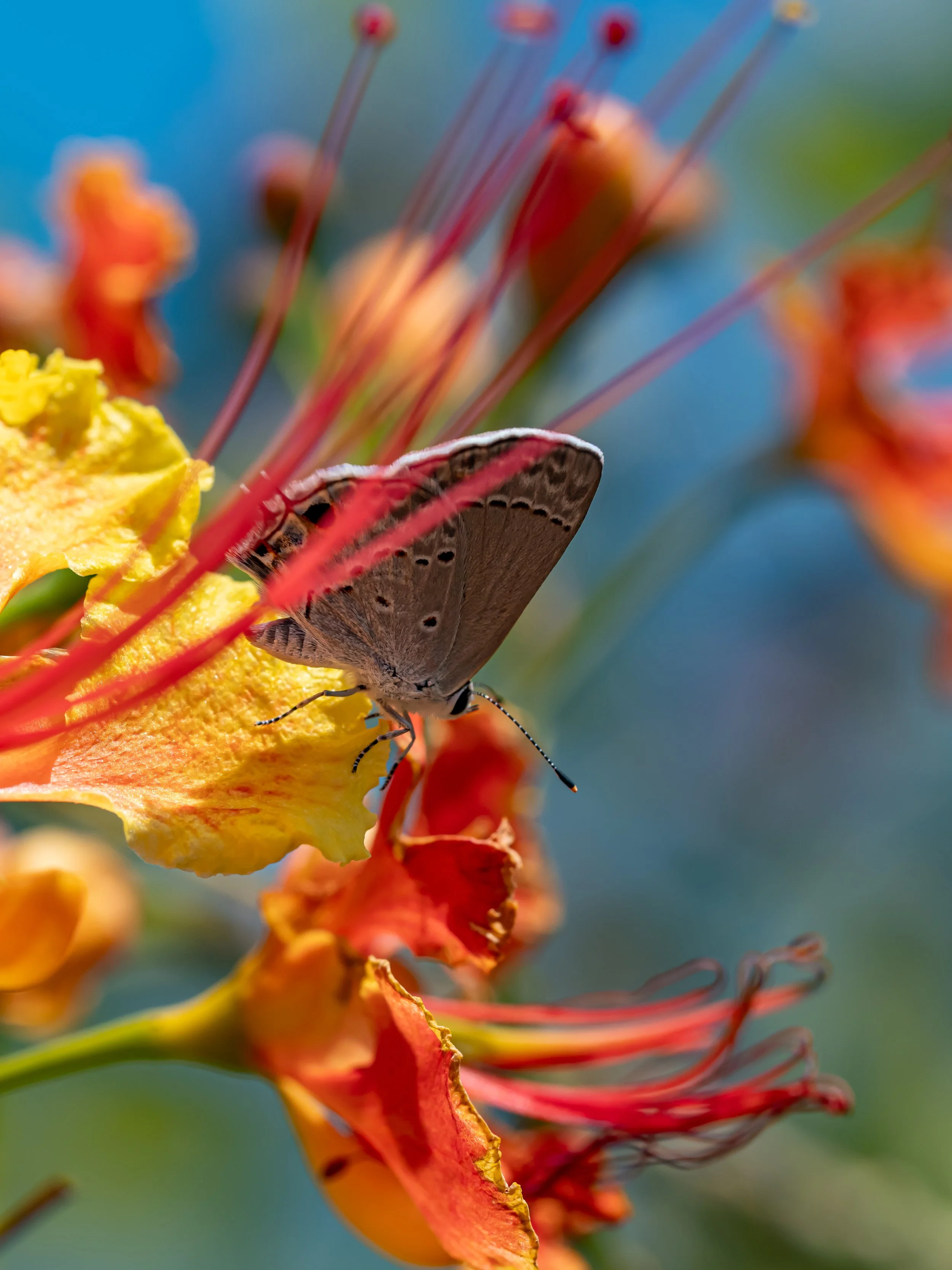 A butterfly perched on a yellow and orange flower with red and yellow stamens, against a blurred blue sky background.