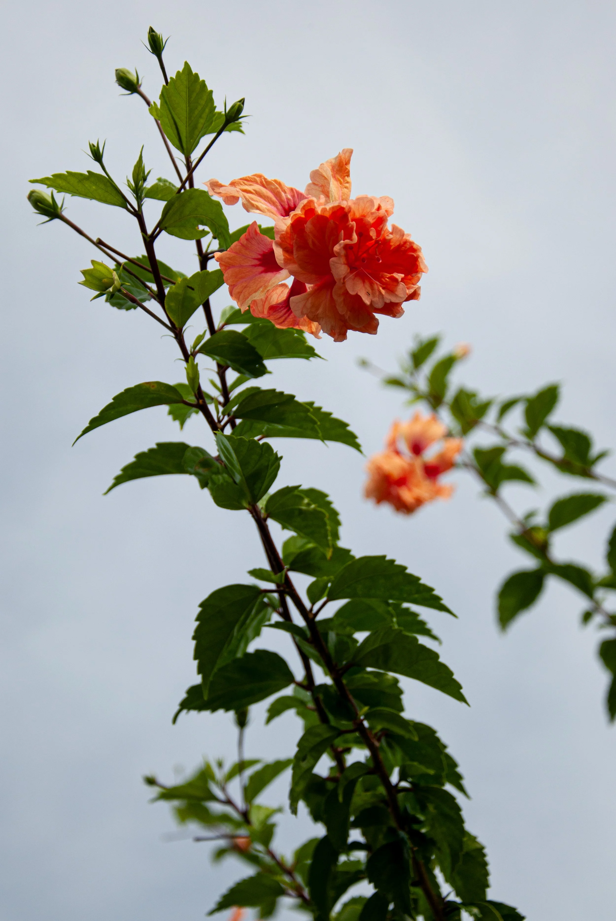 20241230_Macro (122).JPG