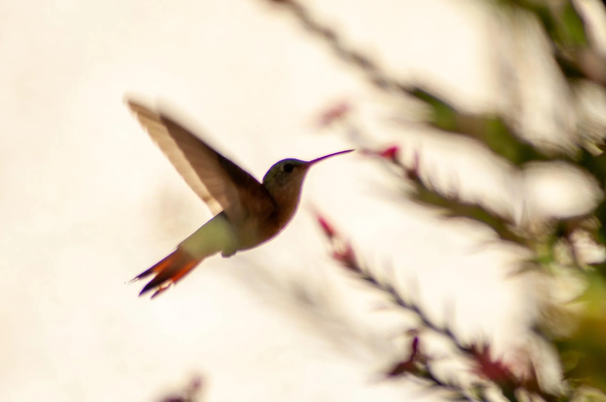 03022025_Macro (77).JPG