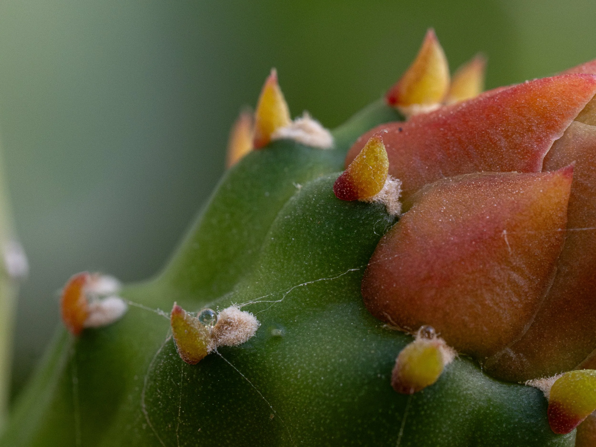 Close-up of a green succulent plant with red-tipped leaves and white fuzzy spots.
