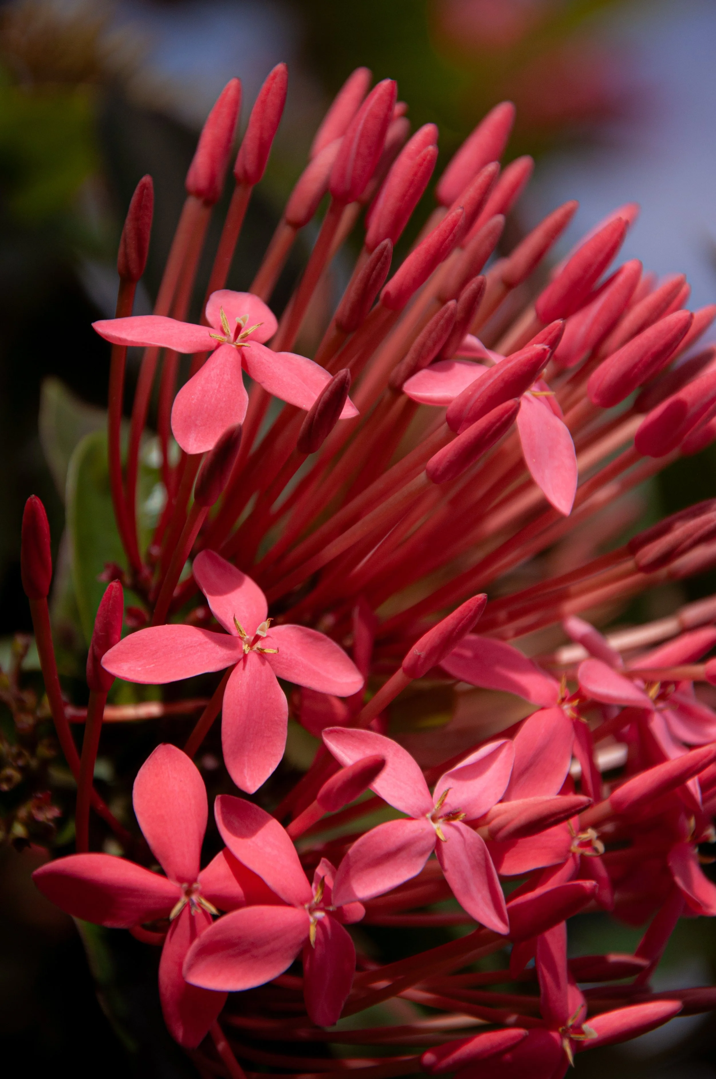 20241230_Macro (22).JPG