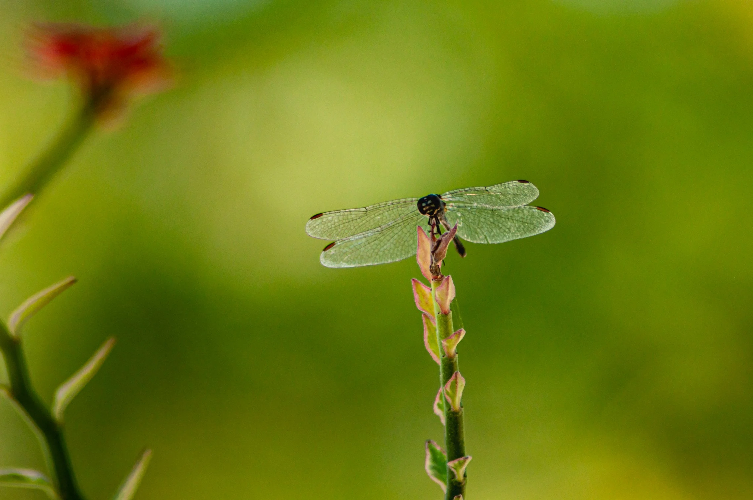 A dragonfly perched on a thin plant stem against a blurred green background.