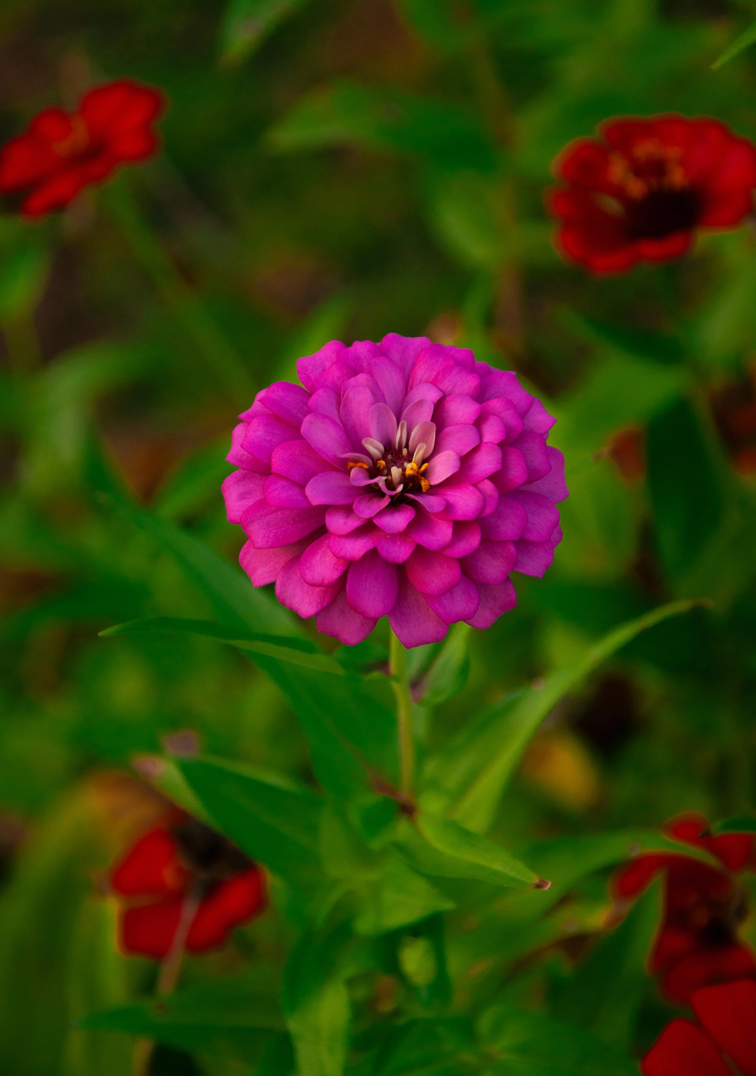 20241111_Macro (28).JPG