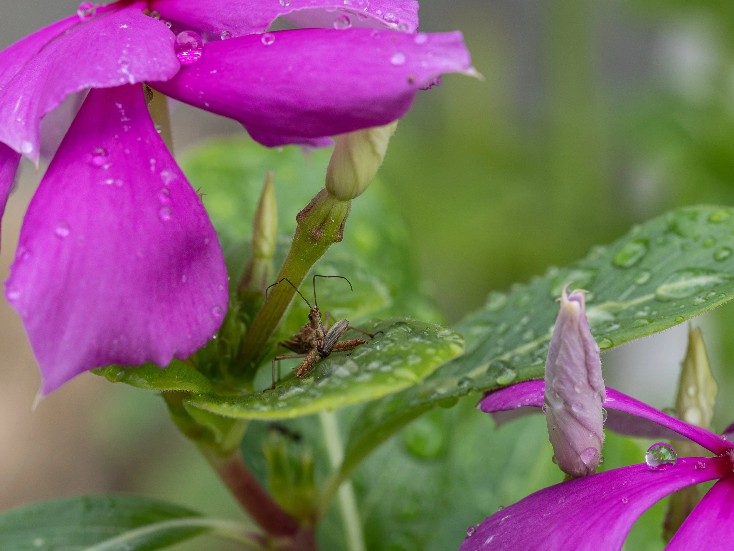 Close-up of pink flowers with water droplets, green leaves, and a small insect on a leaf.