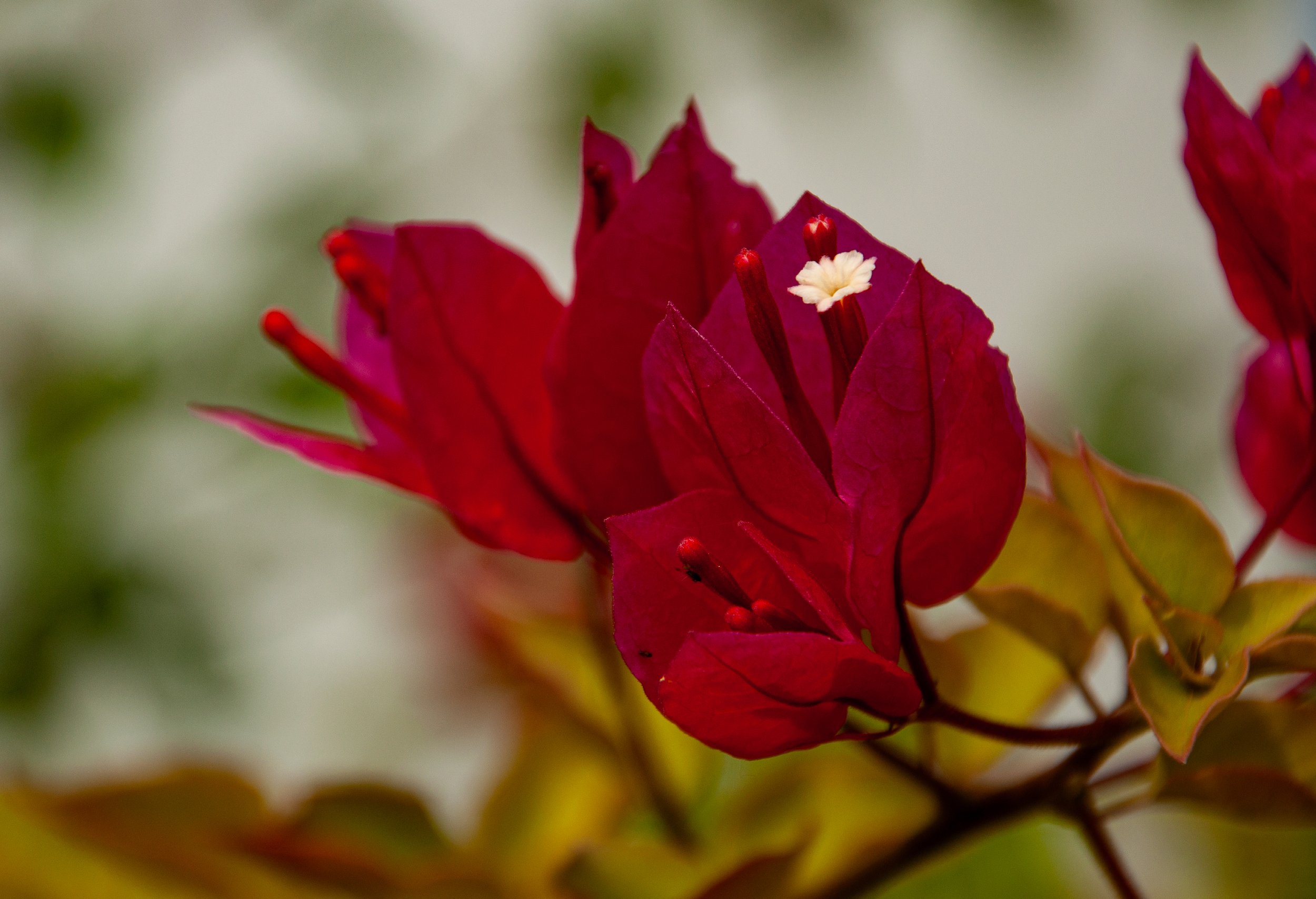 20241230_Macro (118).JPG