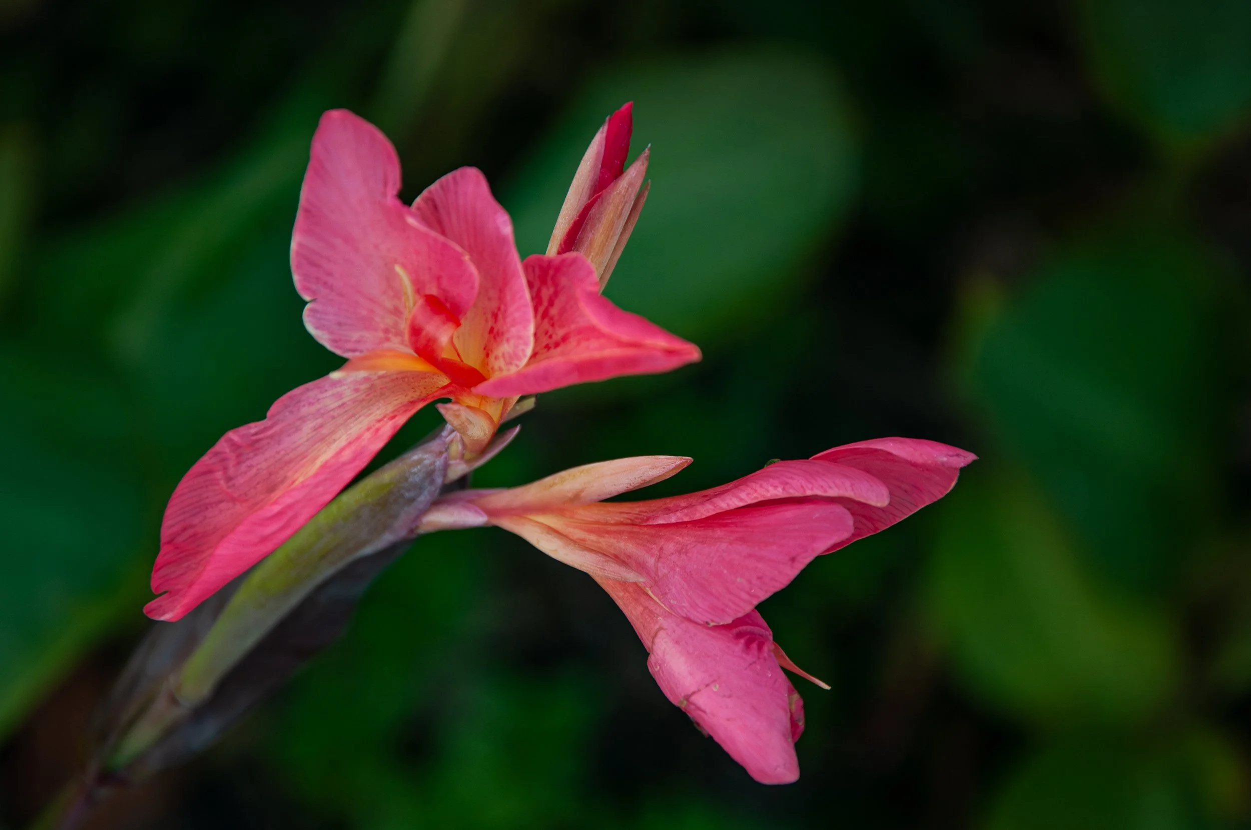 20240901_Macro (114)-Enhanced-NR.JPG