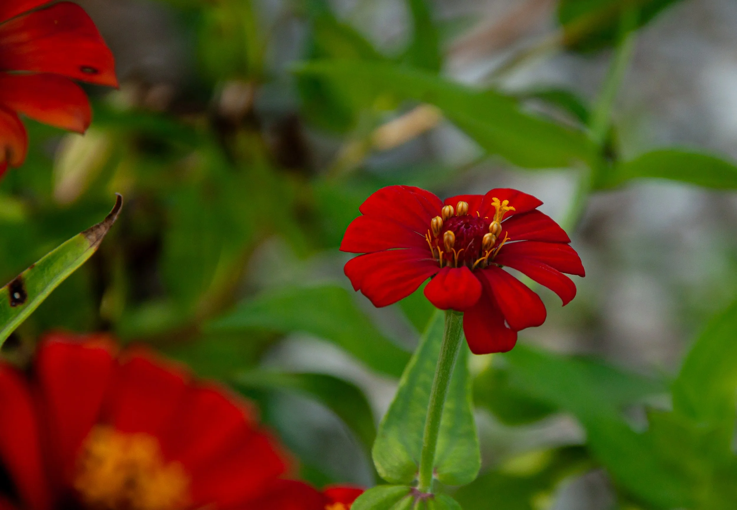 20241111_Macro (35).JPG