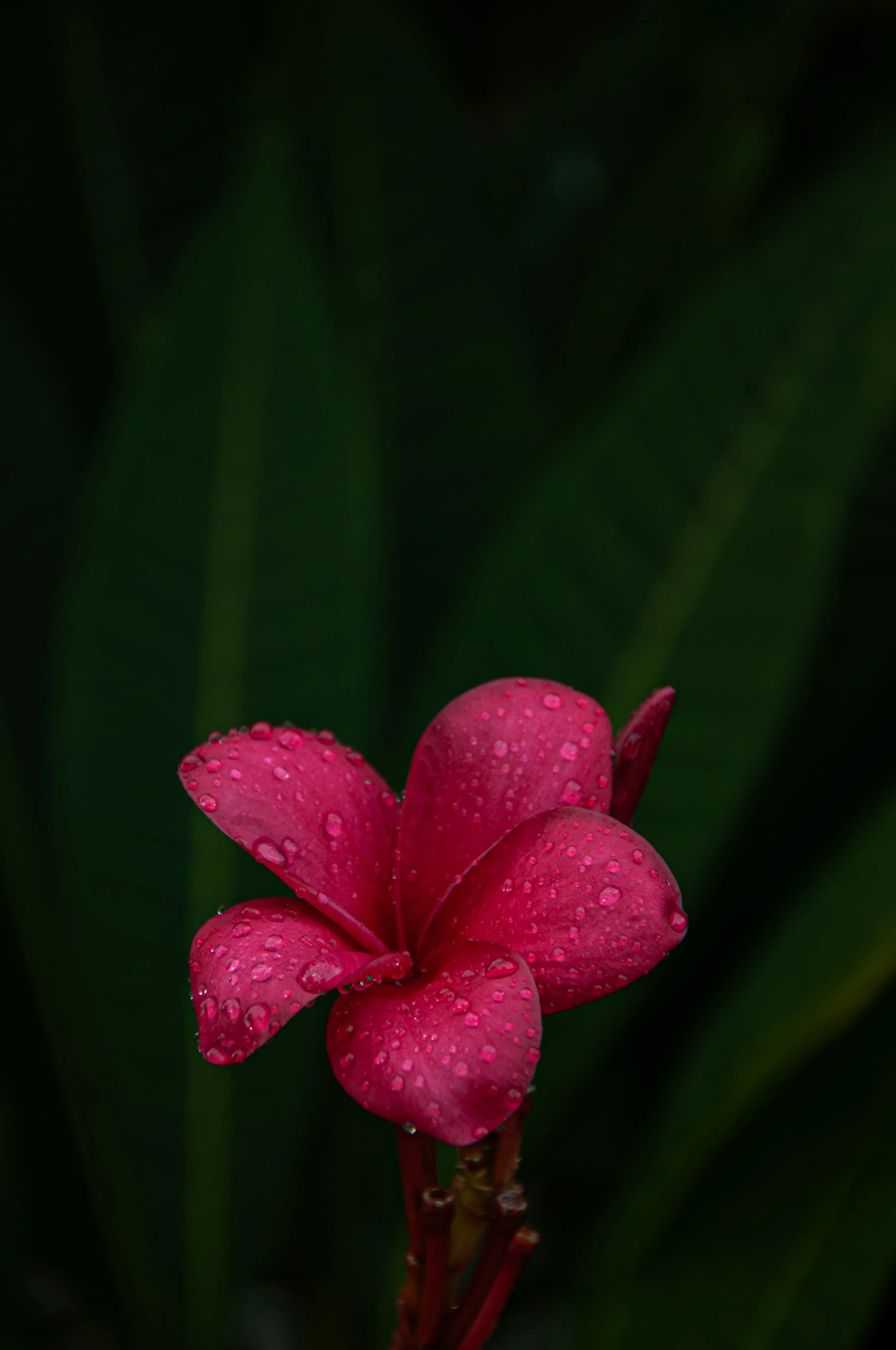 20241021_Macro (1).JPG