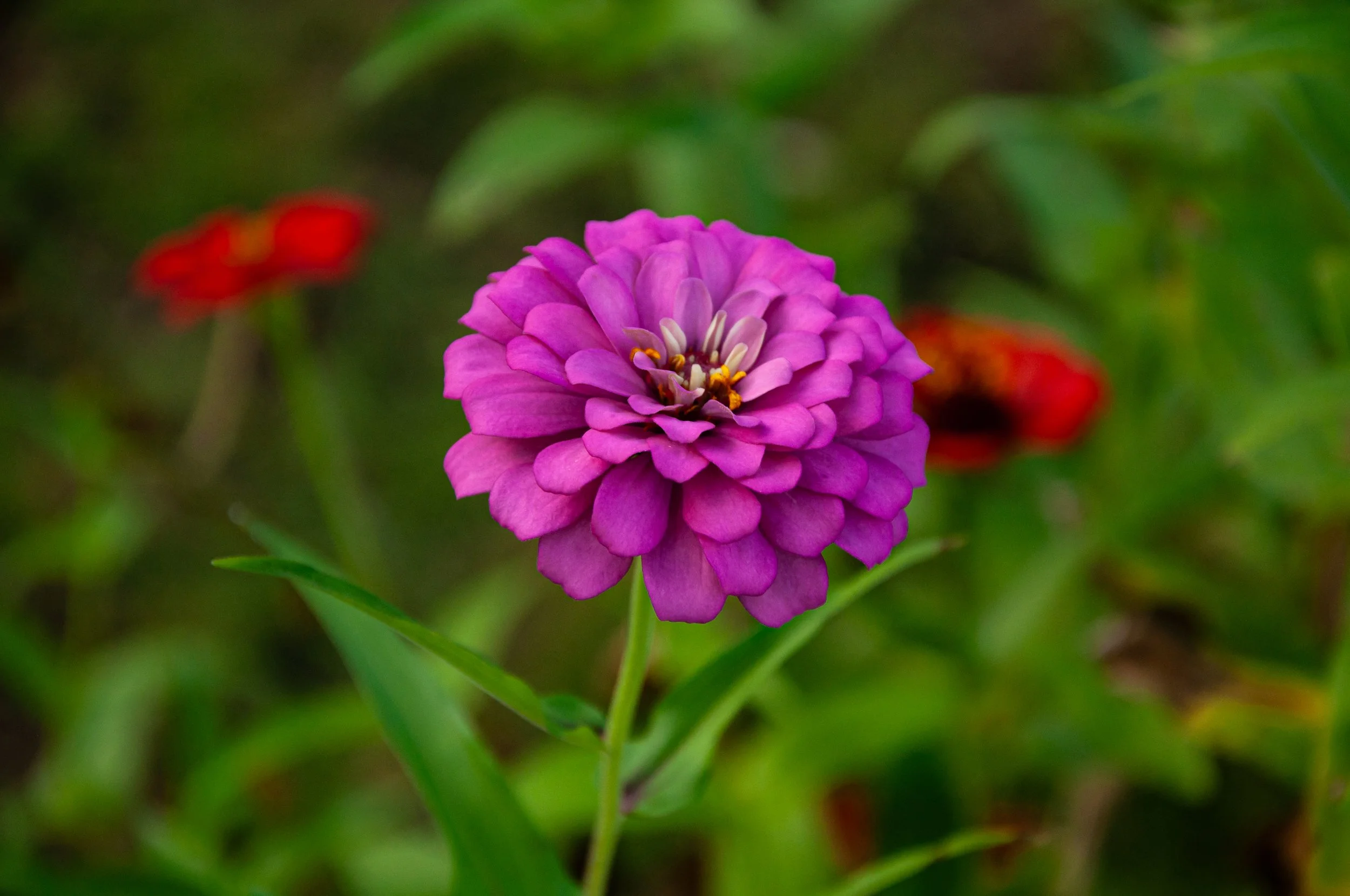 20241111_Macro (29).JPG