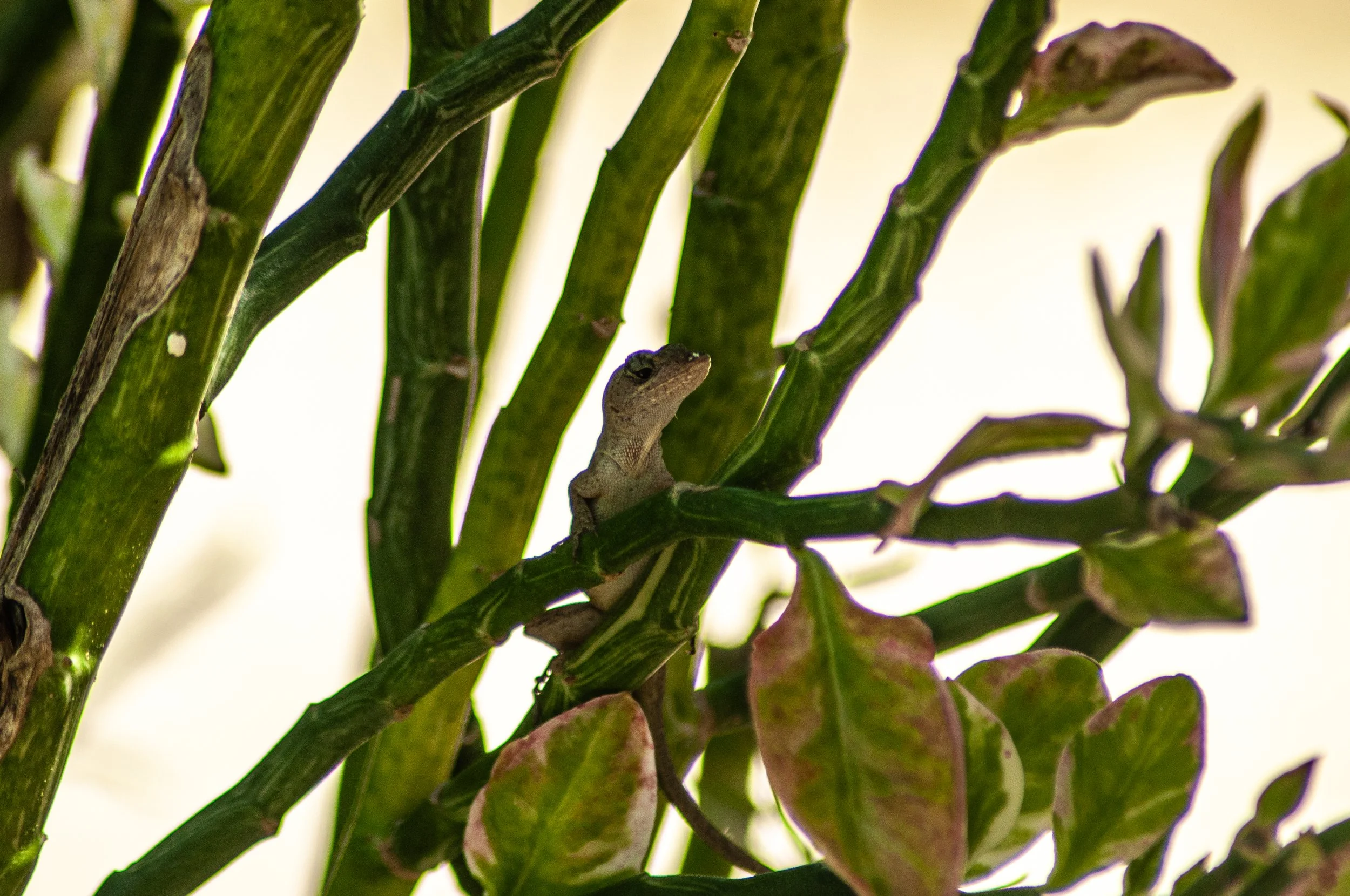 A small lizard perched on a green cactus plant with segmented stems and some leaves, against a light background.