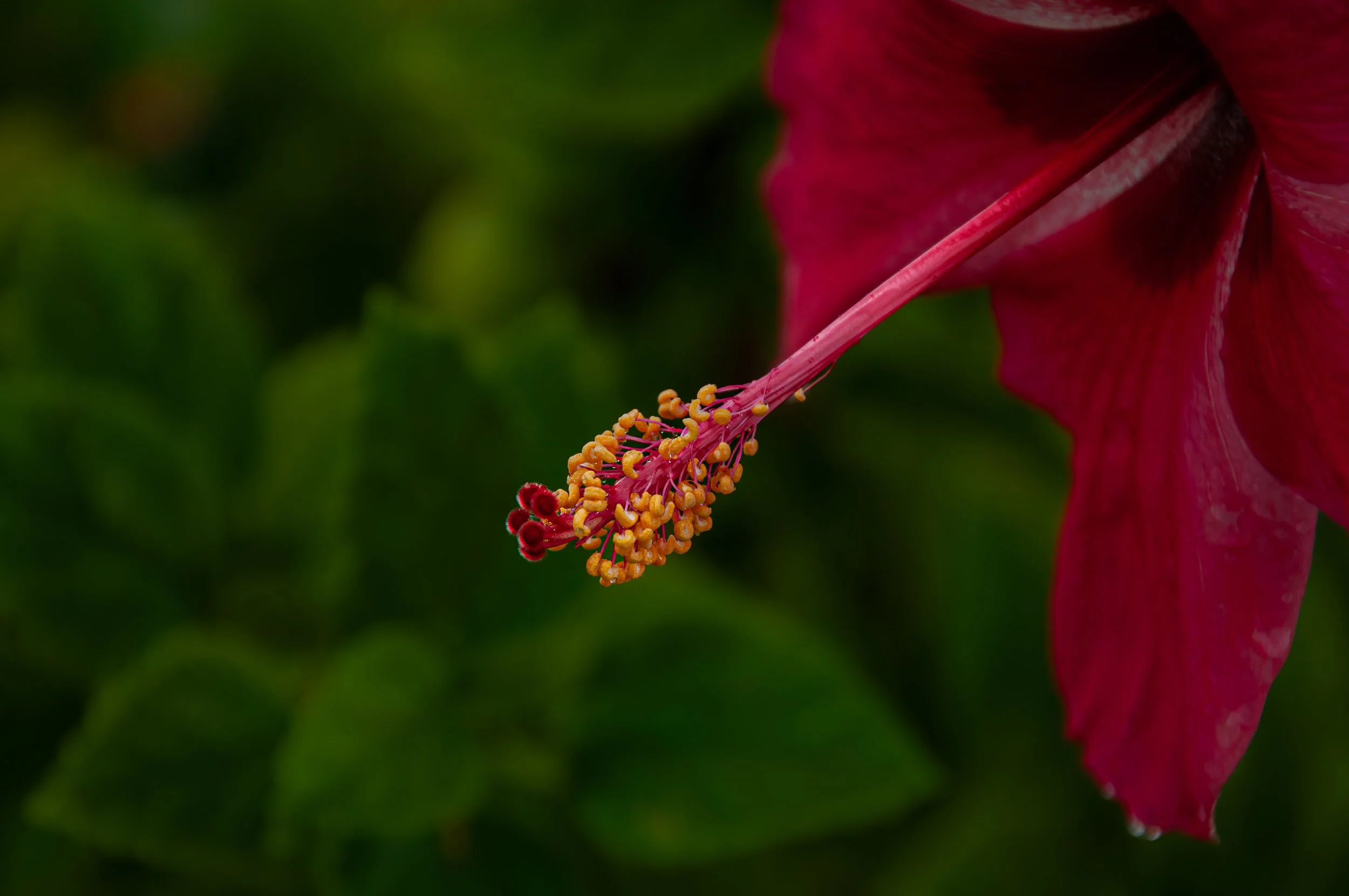 20241021_Macro (19).JPG