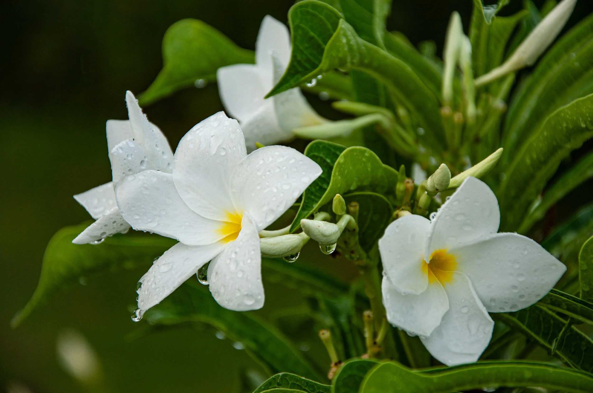 20241021_Macro (22).JPG