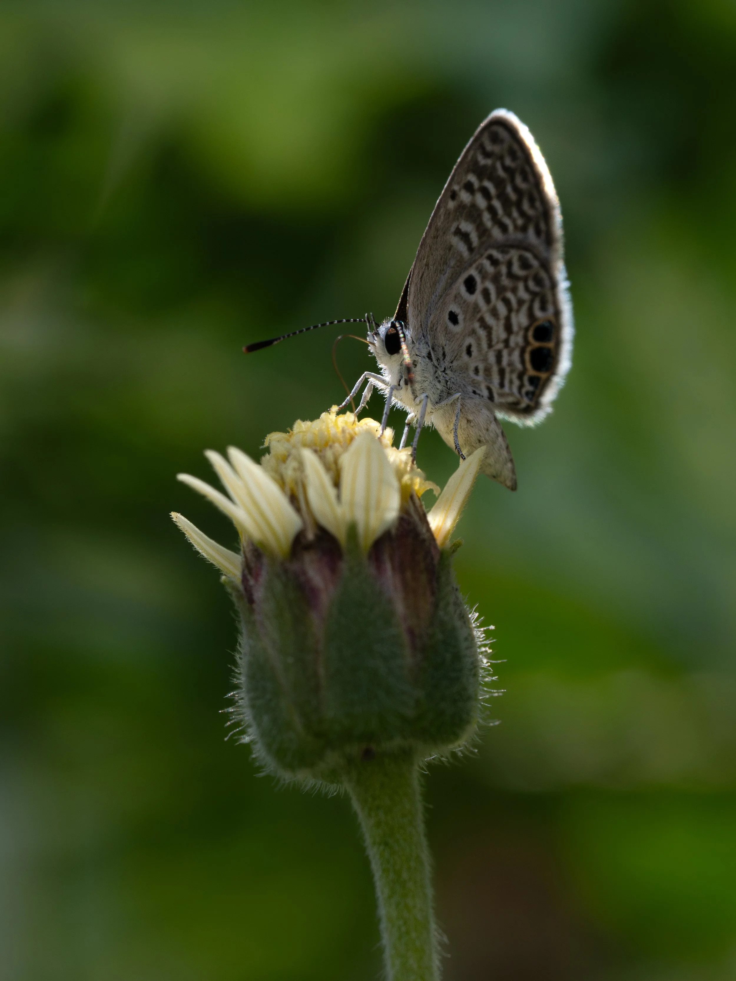 08122025_Macro (151)-Enhanced-NR.JPG