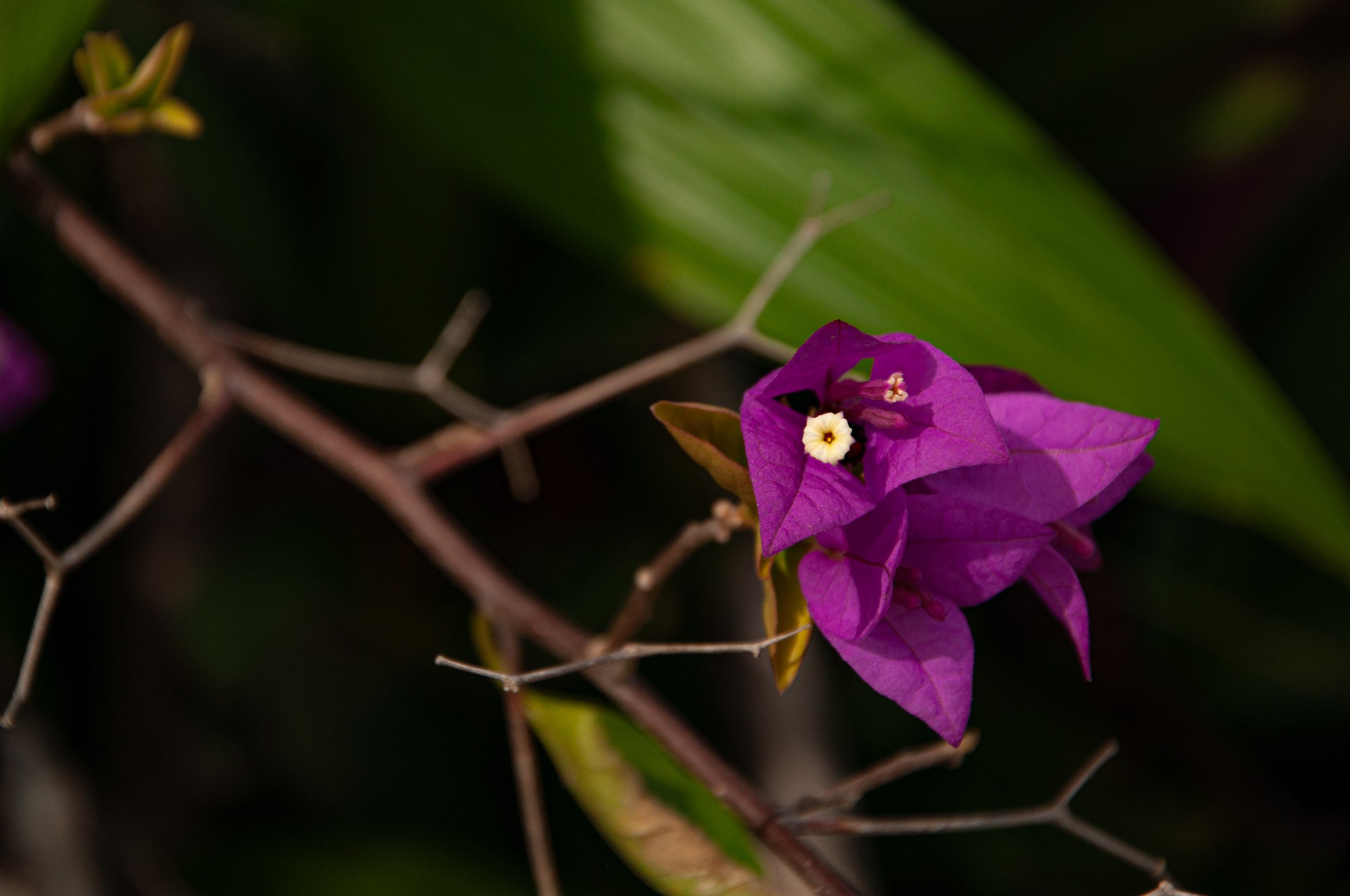 20241230_Macro (131).JPG