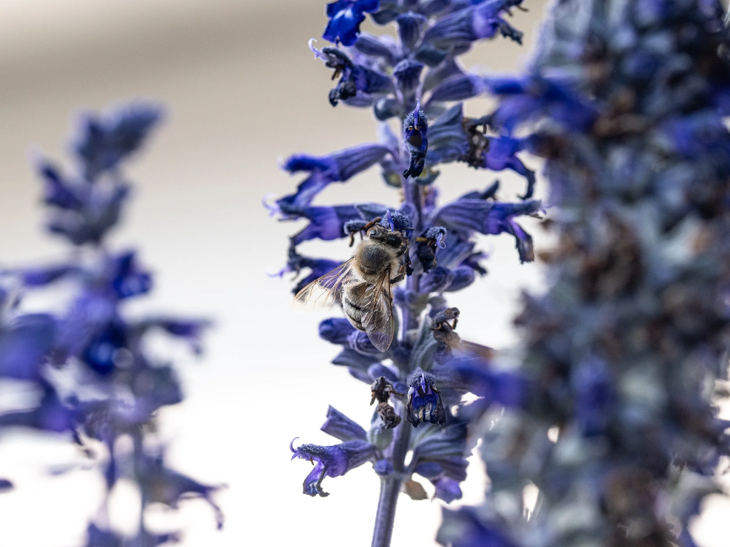 09142025_Macro (6).JPG