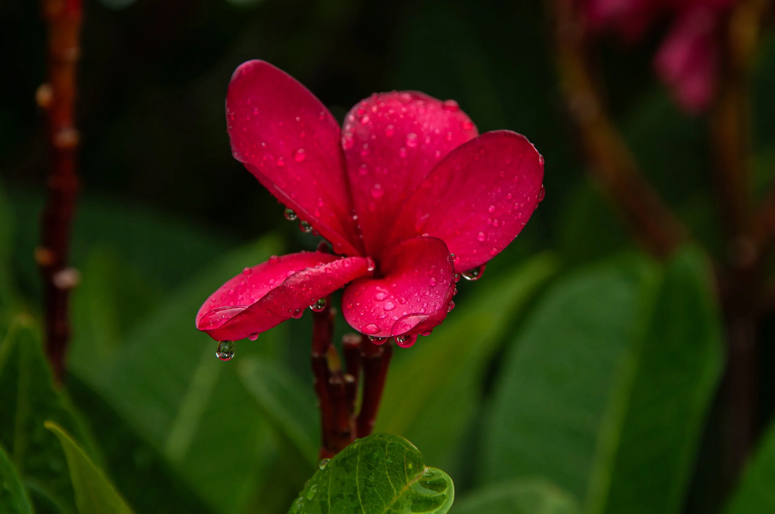 20240901_Macro (63)-2.JPG