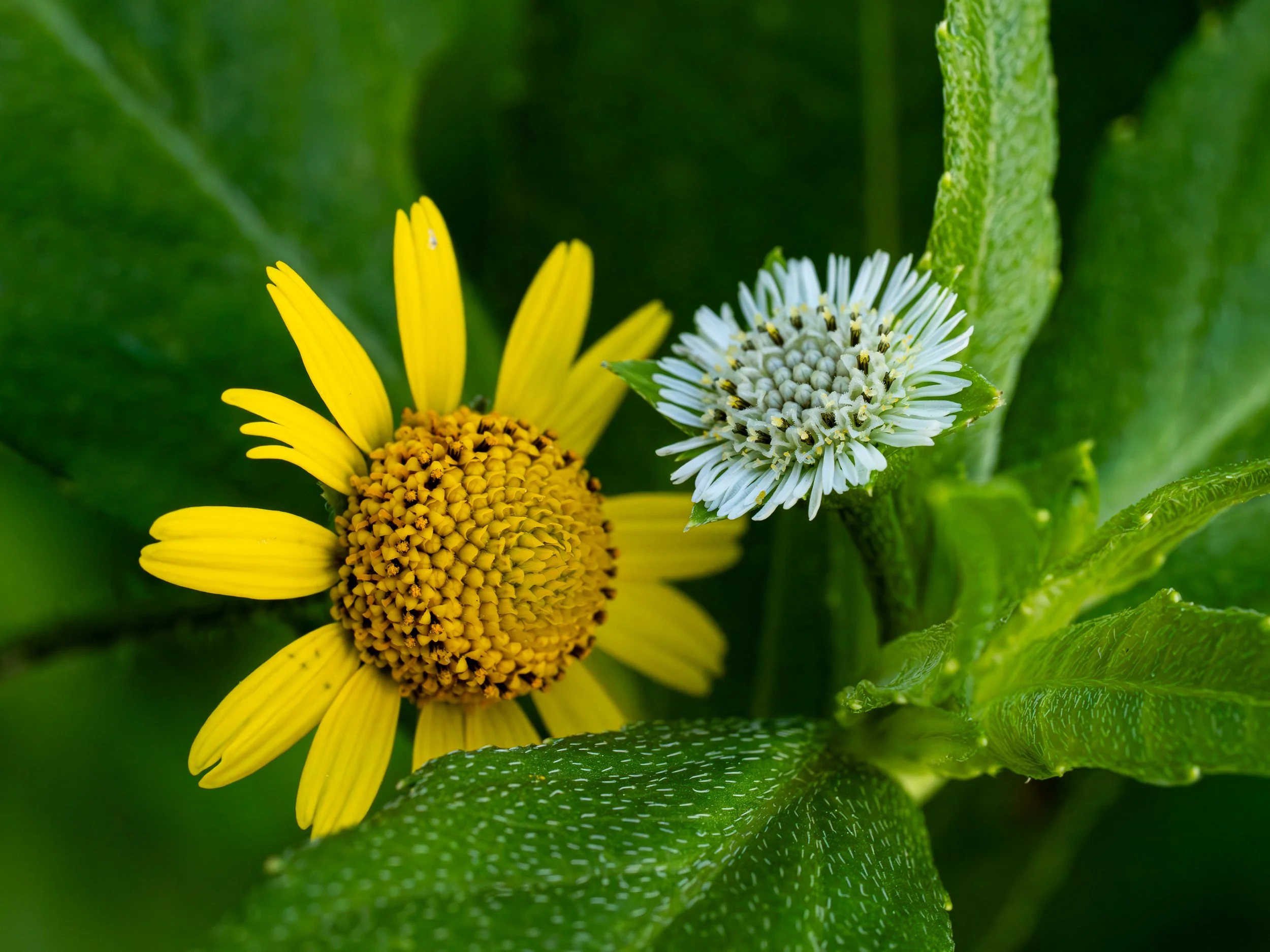 11252025_Macro (6).JPG