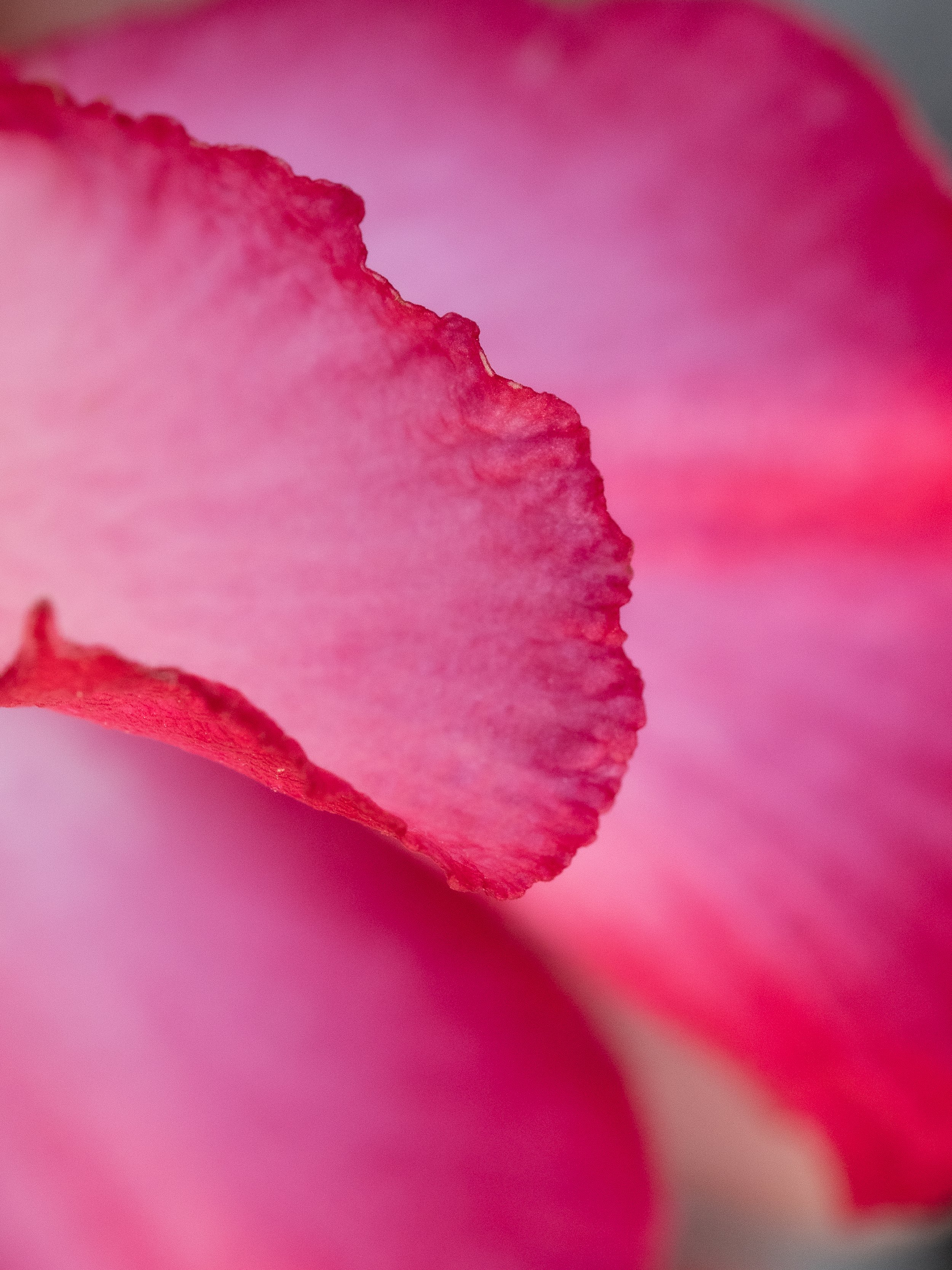 Close-up of pink rose petal with ruffled edges.