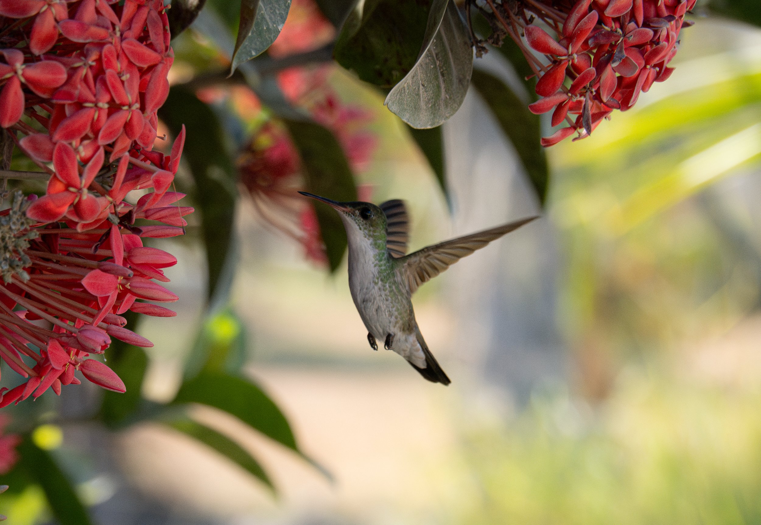 A hummingbird hovering near pink flowers on a bush with green leaves.