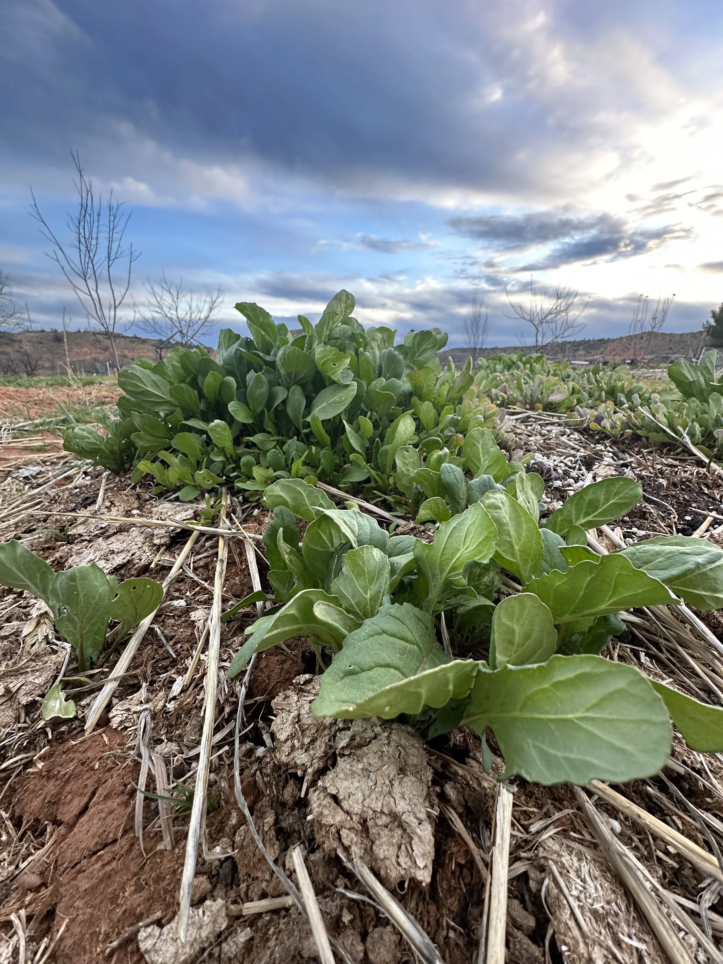 5 Reasons Why Small Farms Don’t Just Feed People