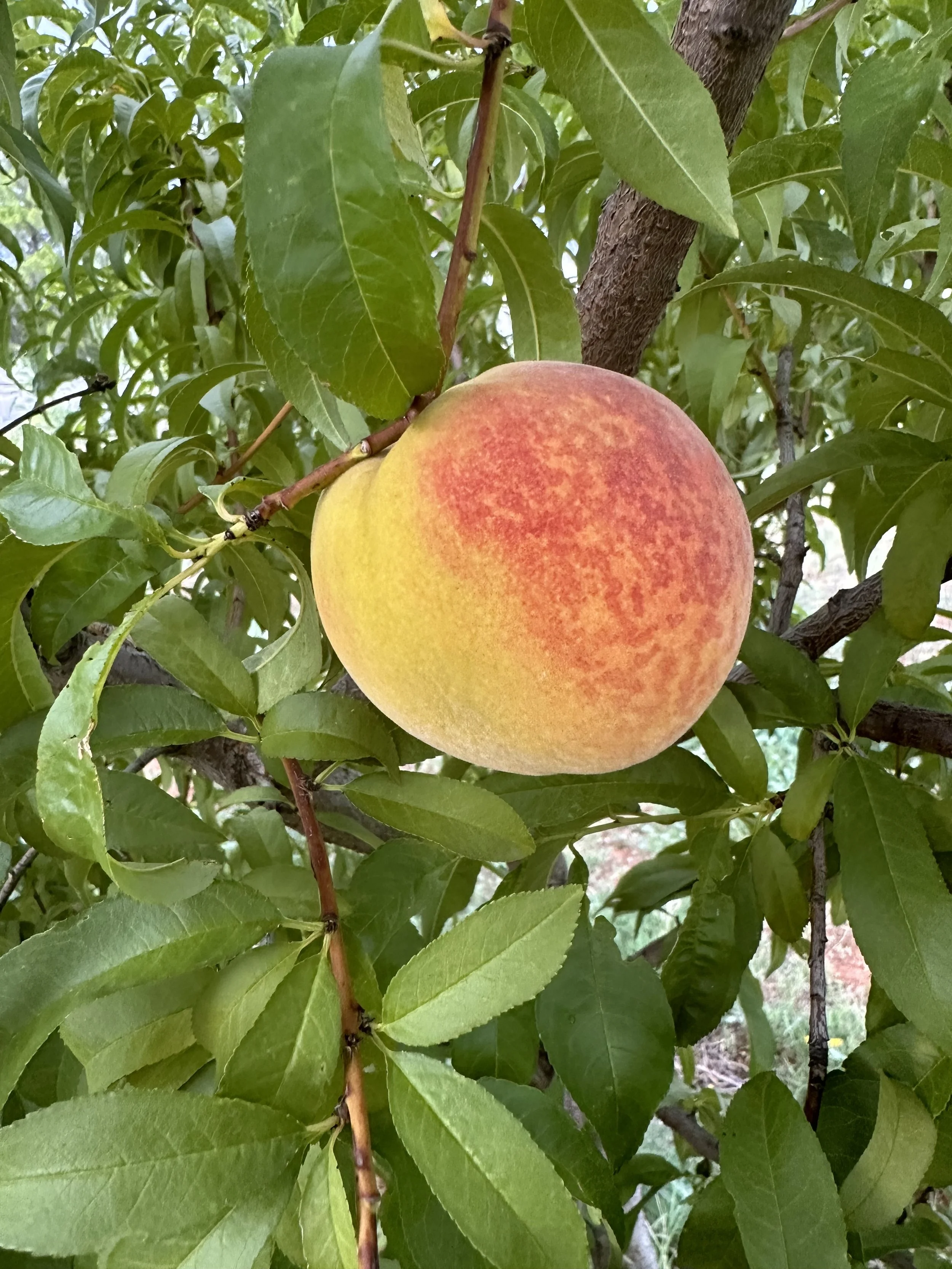 Fruit Tree Pruning Workshop