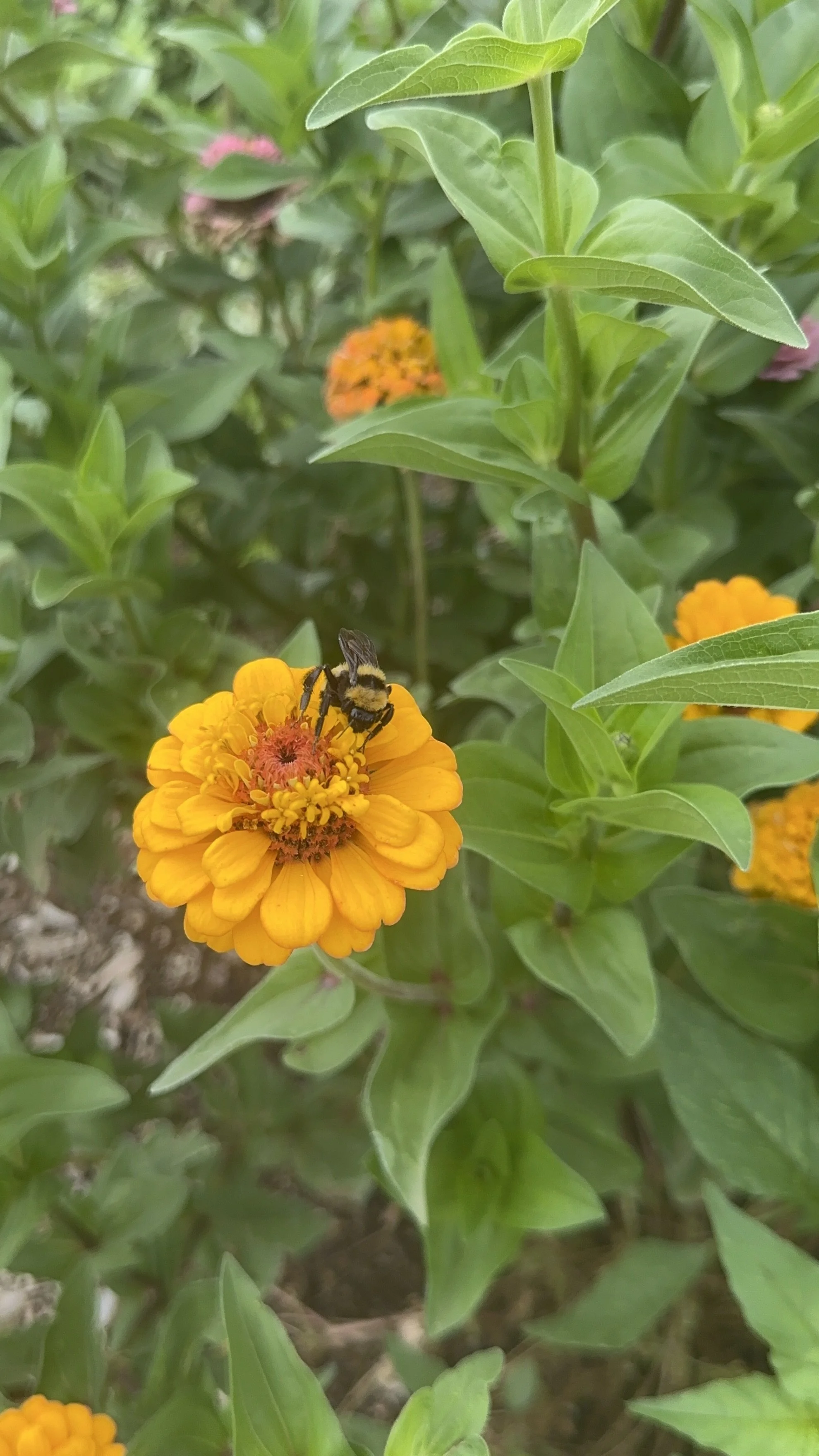 Our Helpers in the Garden! 