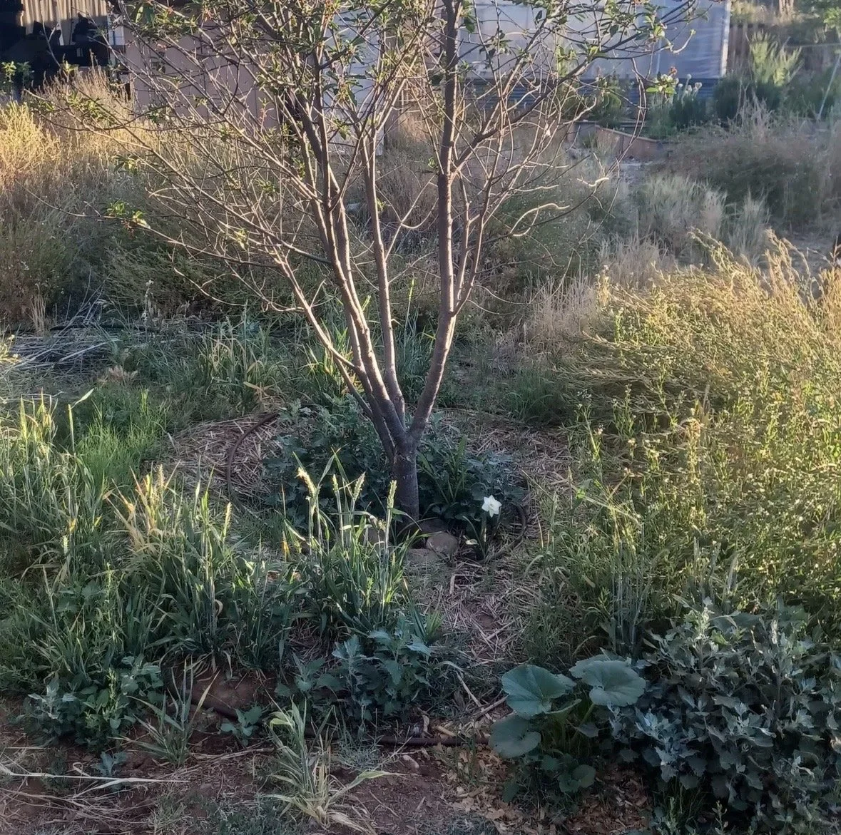The Eve of Summer: A Regenerative Tour & Talk