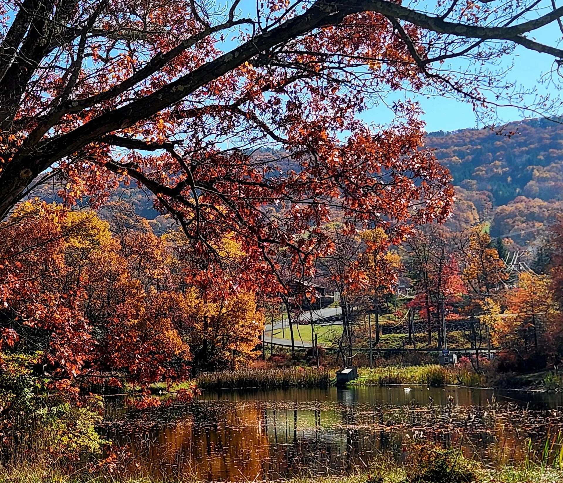 Colorful fall foliage in the Pocono Mountains