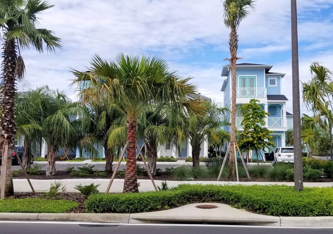 View through palm trees of Seas Life Cottage at Margaritaville Resort Orlando from across street