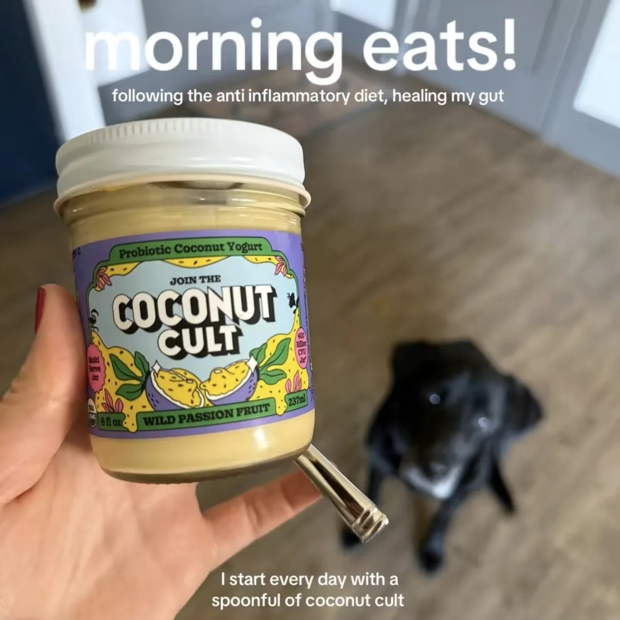 A hand holding a jar of Coconut Cult probiotic coconut yogurt with a dog looking up in the background.