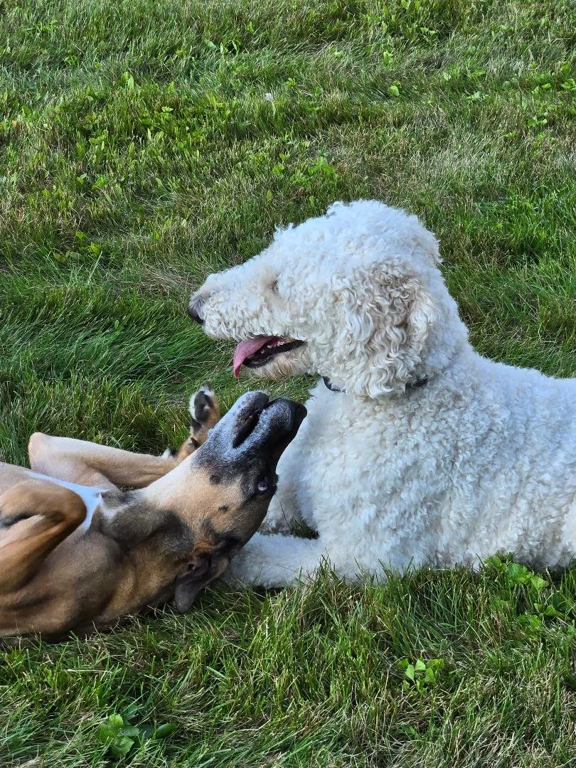 Whoa Doggie!