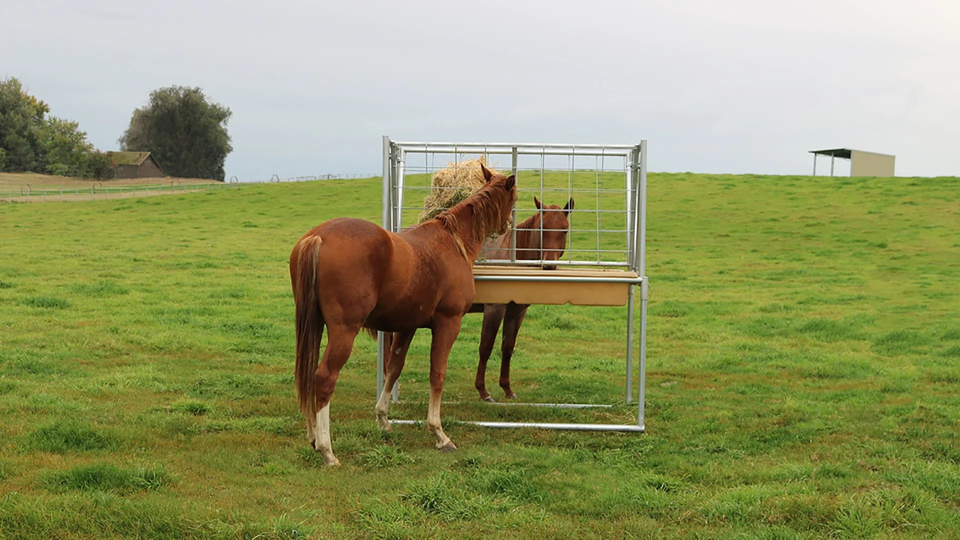A brown horse stands outside a small feeding stall on a green pasture, looking through metal bars at another horse inside the stall.