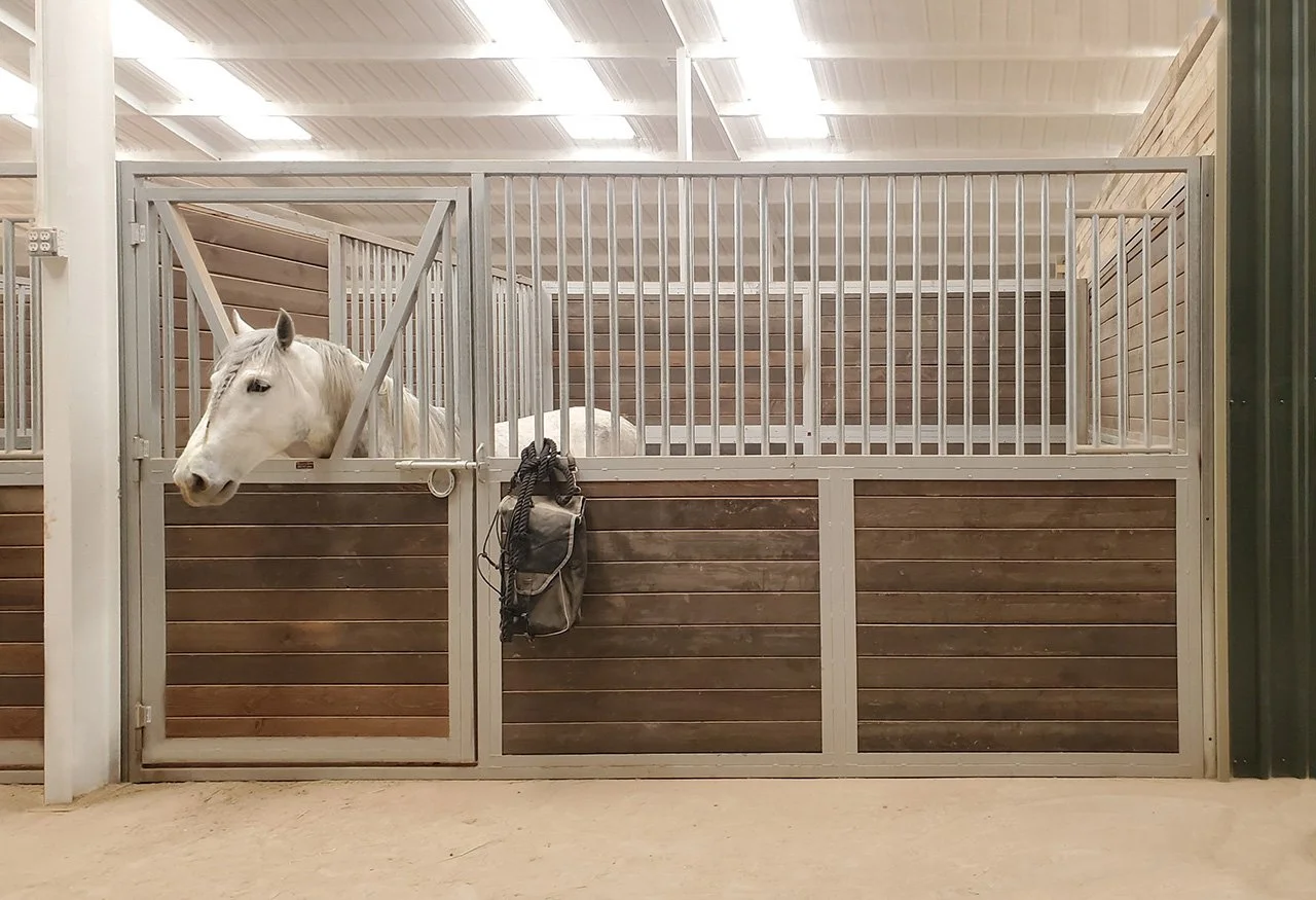 A white horse inside a stable with wooden panels and metal bars, with a bag hanging on the door.